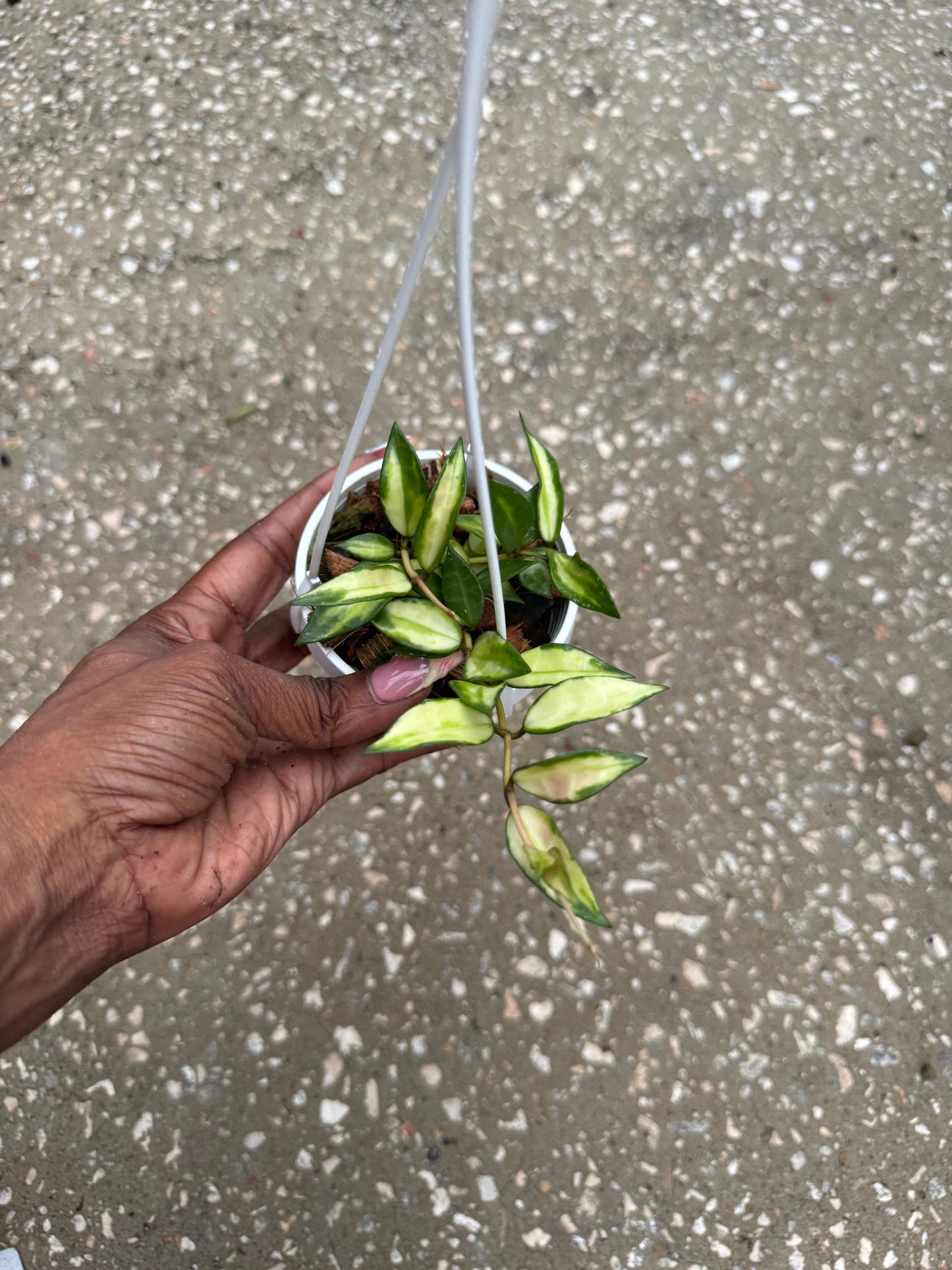 Hoya Lacunosa Variegated