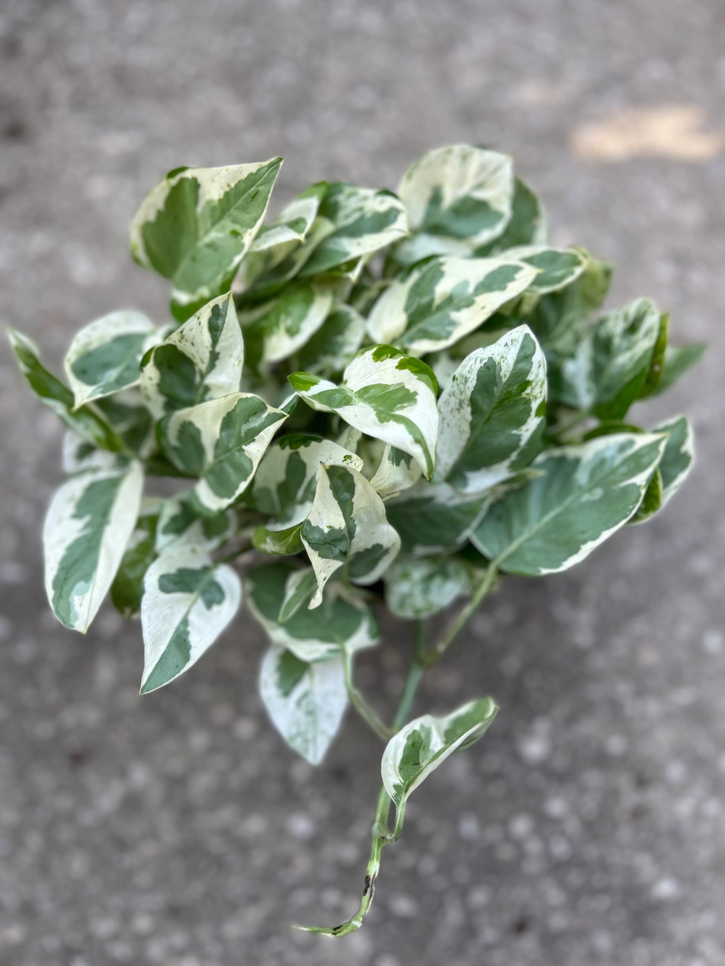 Pothos "Pearls & Jade"
