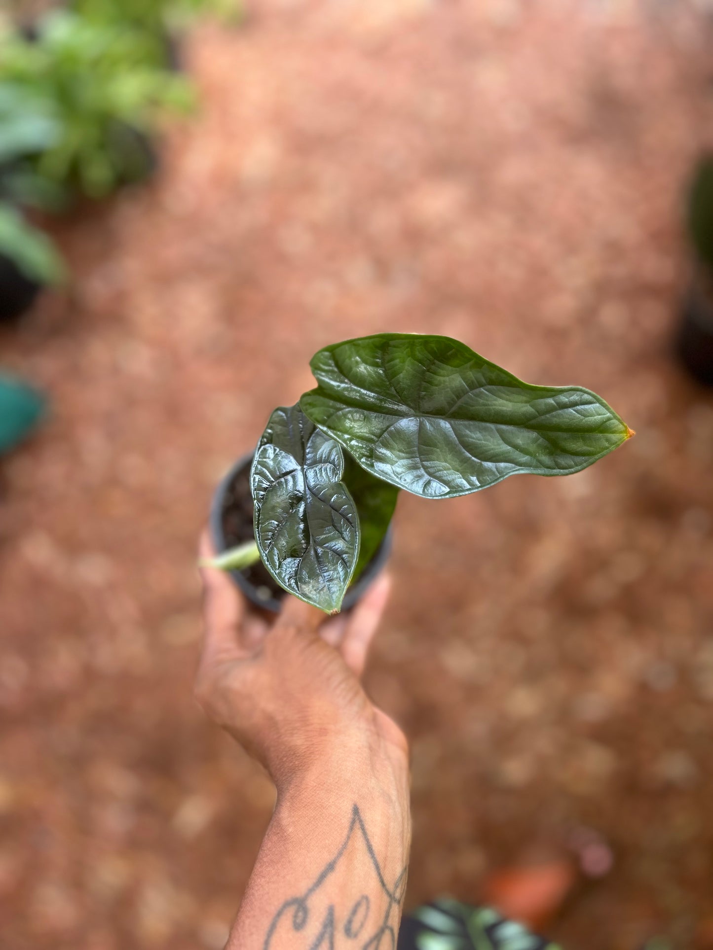 Alocasia Dragon Scale