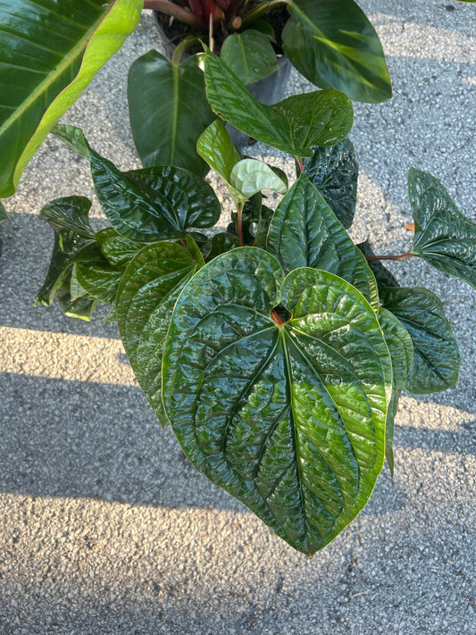 Anthurium Radicans x Luxuriens