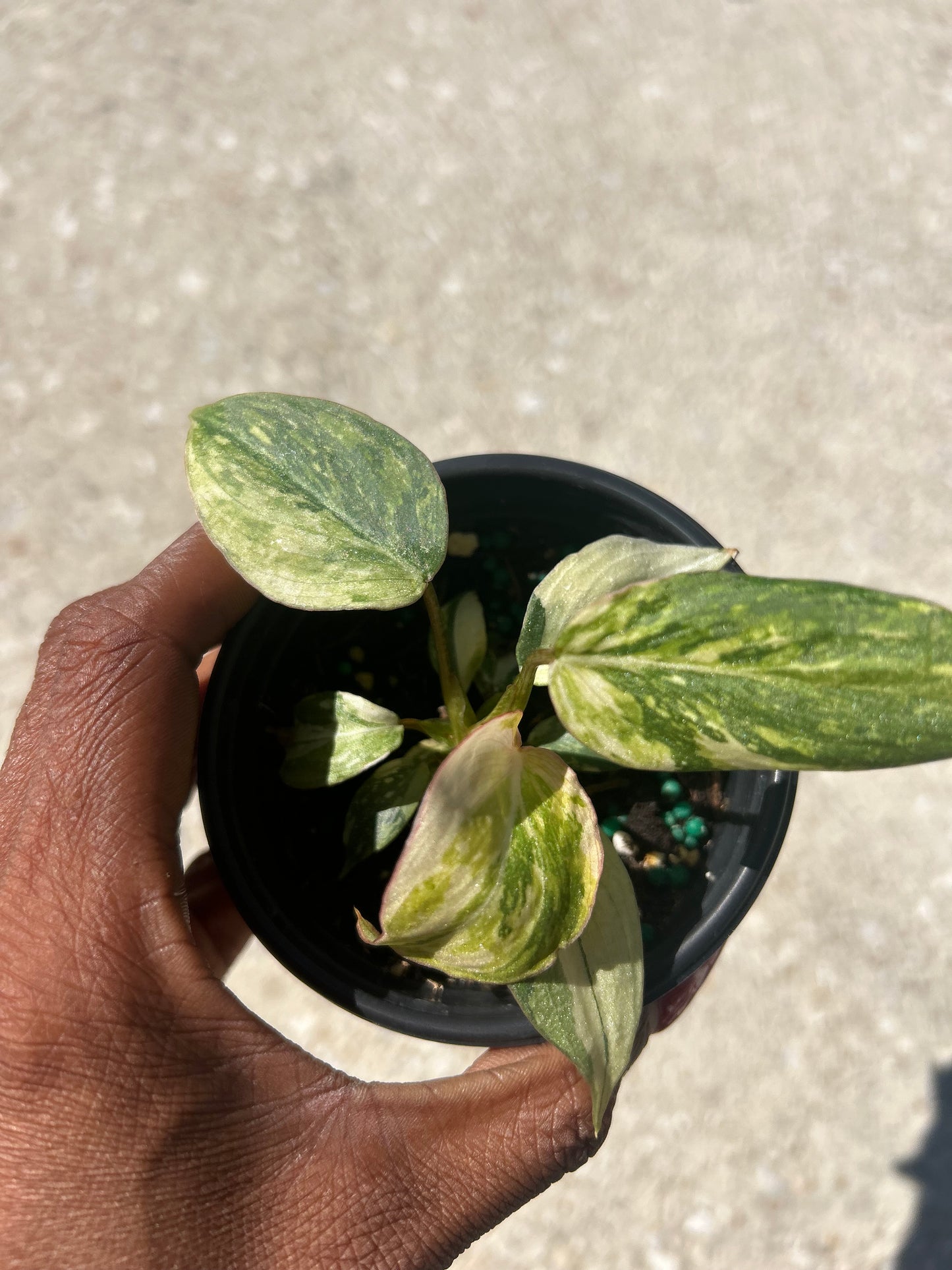 Philodendron 'Gloriosum' Variegated