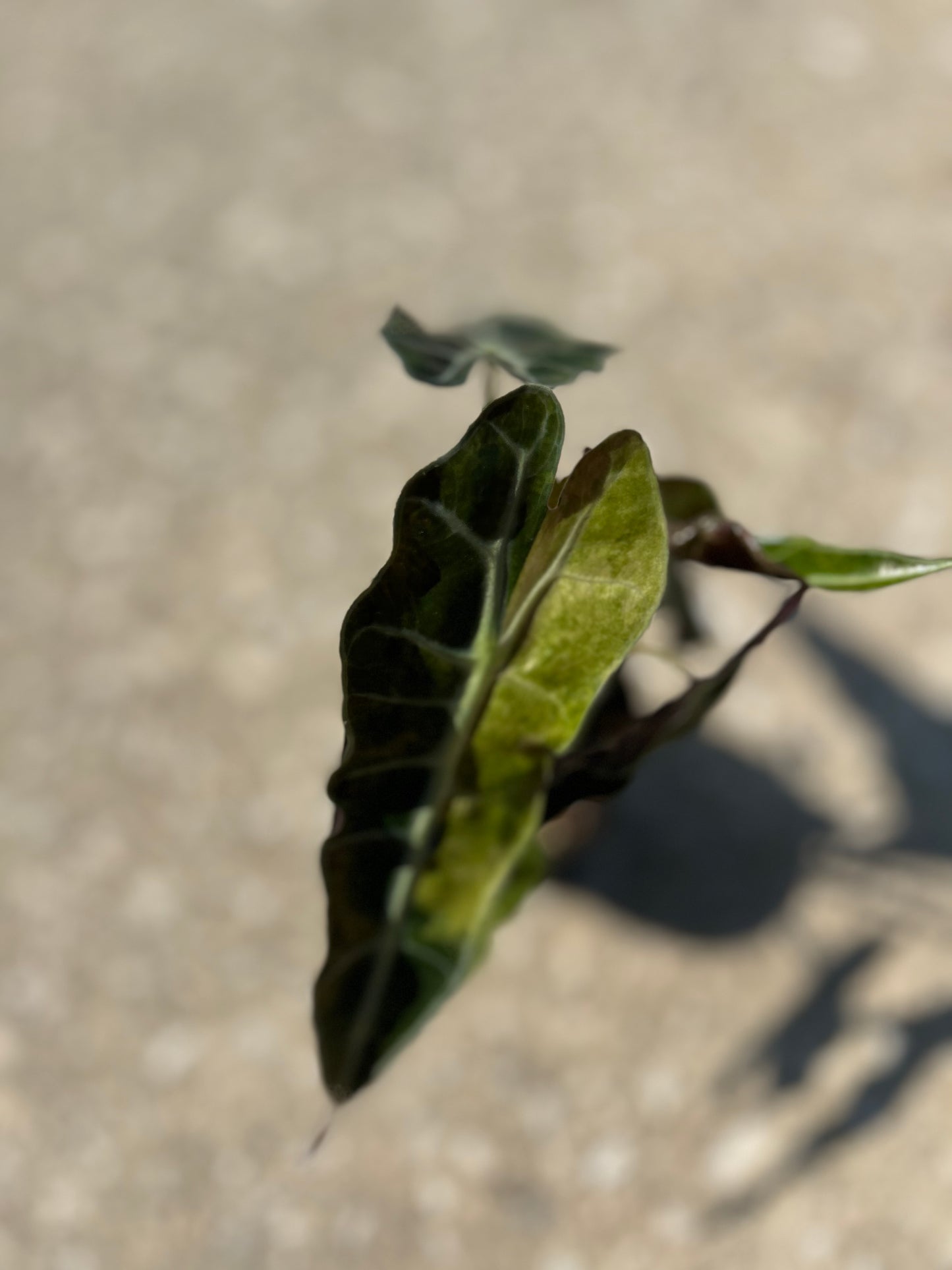 Alocasia Amazonica Polly Aurea Variegated