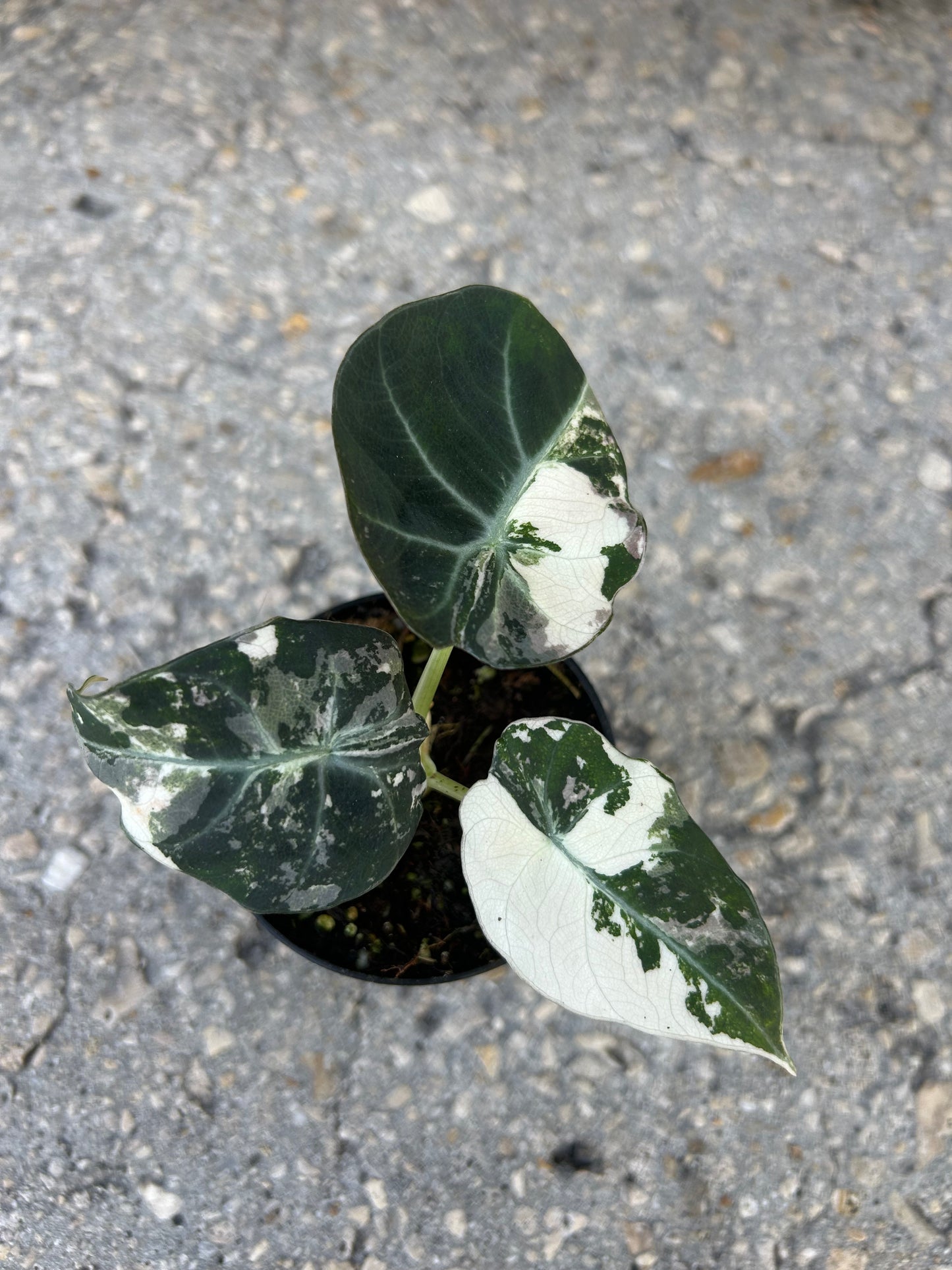 Alocasia Black Velvet Variegated “Pink”
