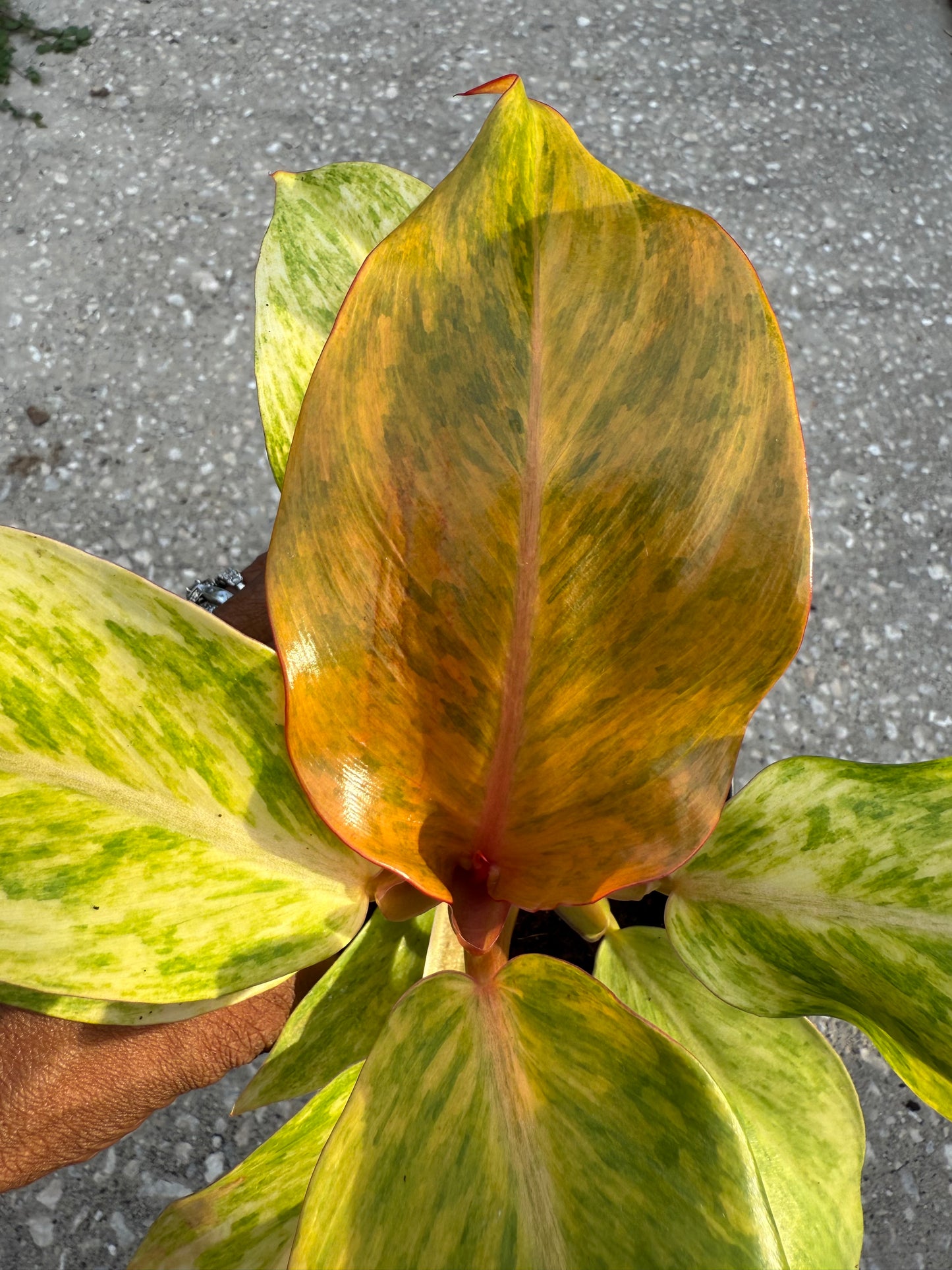 Philodendron 'Orange Marmalade'