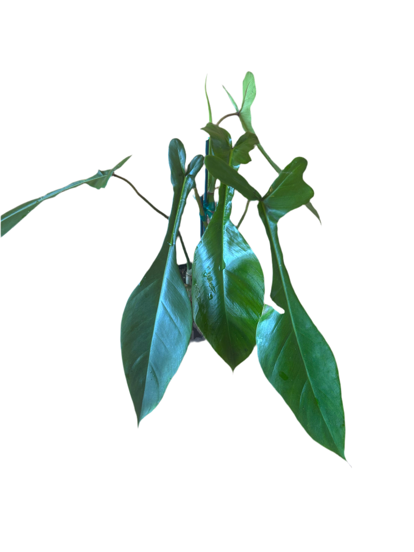 Philodendron 'Joepii'