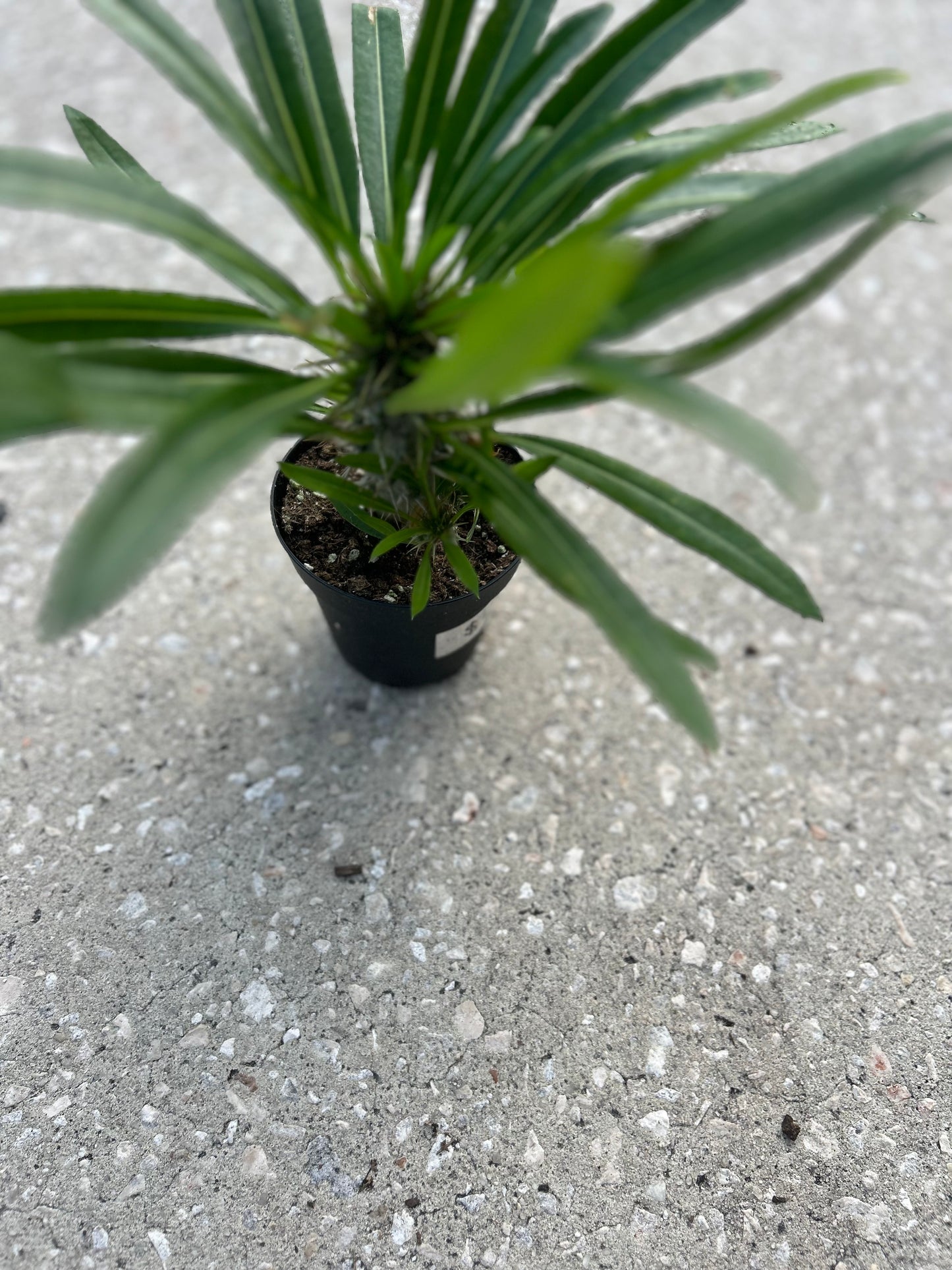 Madagascar Palm (Pachypodium Lamerei)