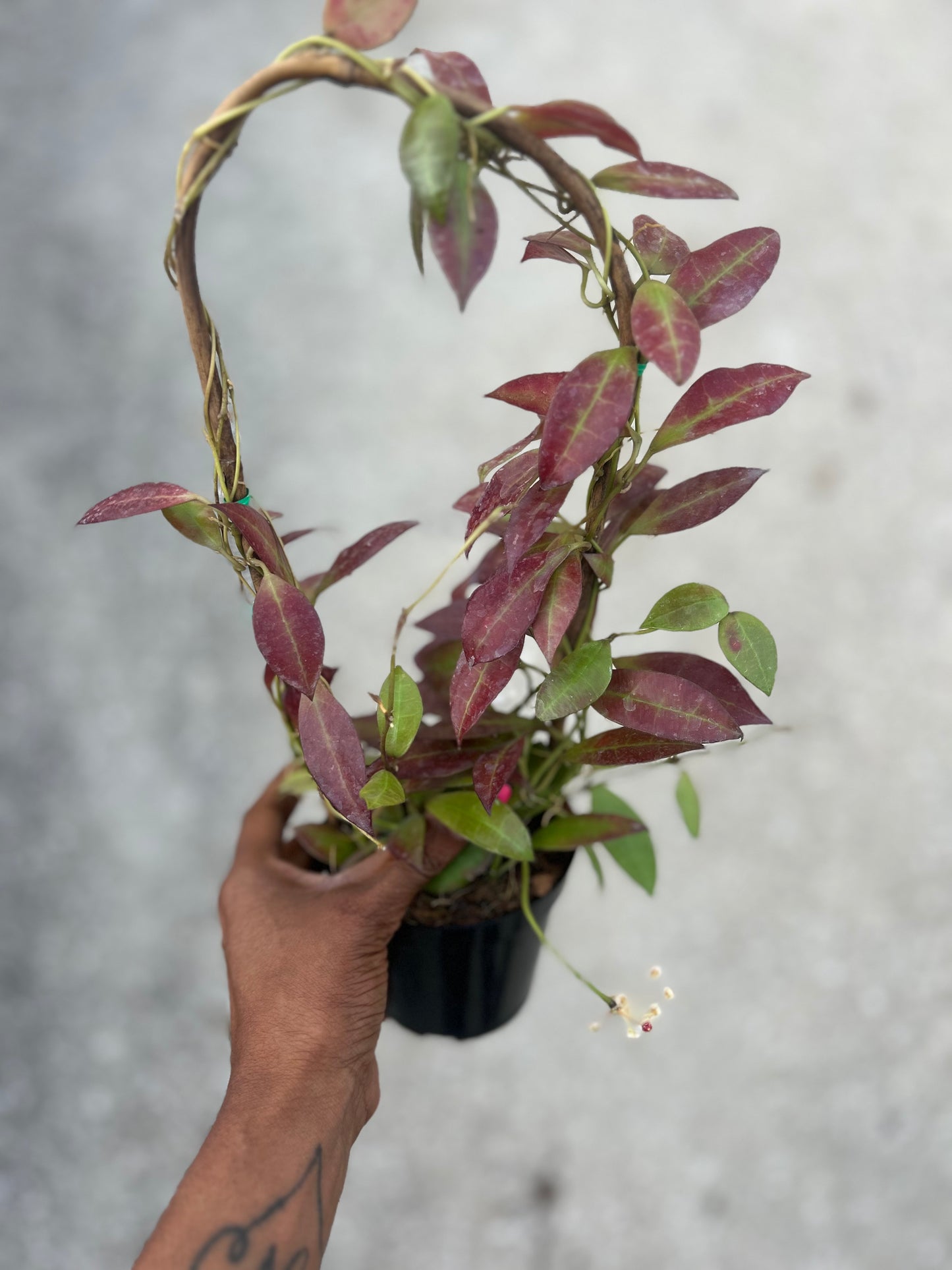 Hoya 'Walliniana'