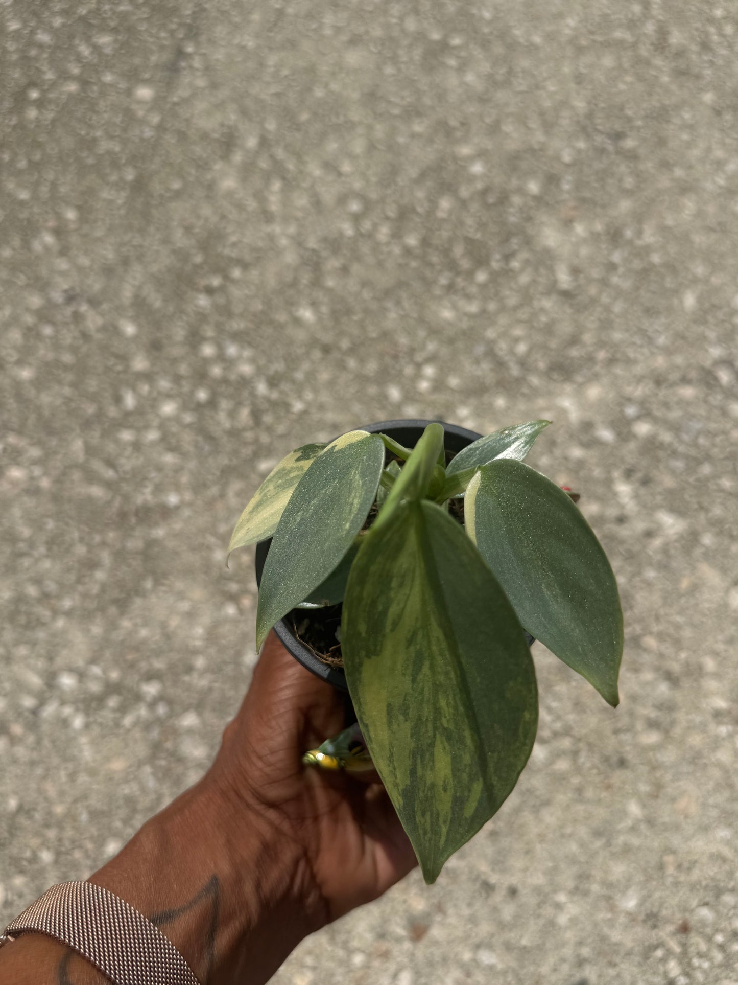 Philodendron Silver Sword Variegated