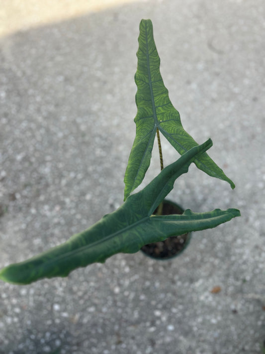 Alocasia Tigrina Superba