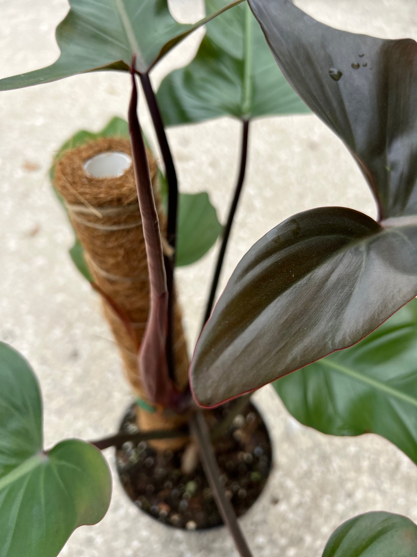 Philodendron Florida Bronze