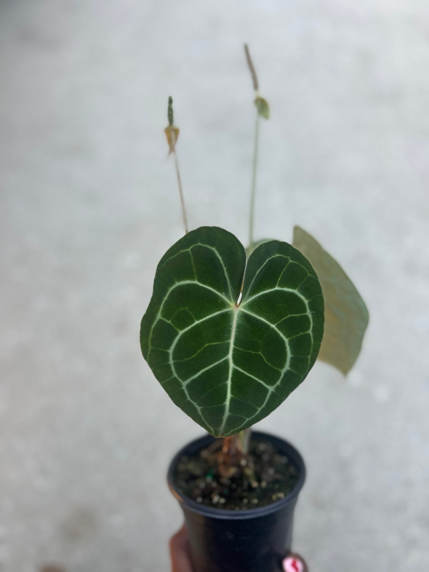 Anthurium clarinervium