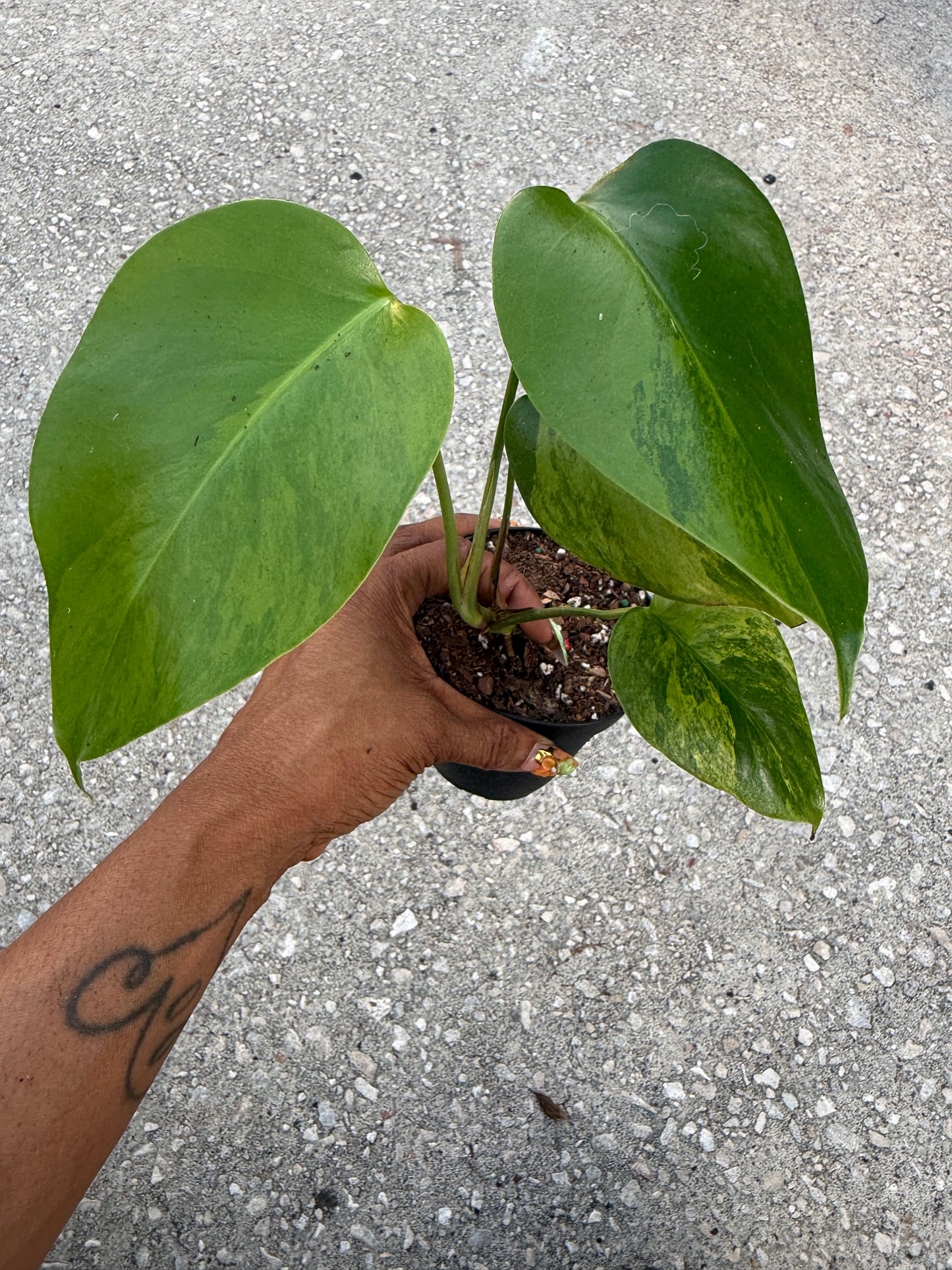 Monstera Deliciousa Aurea