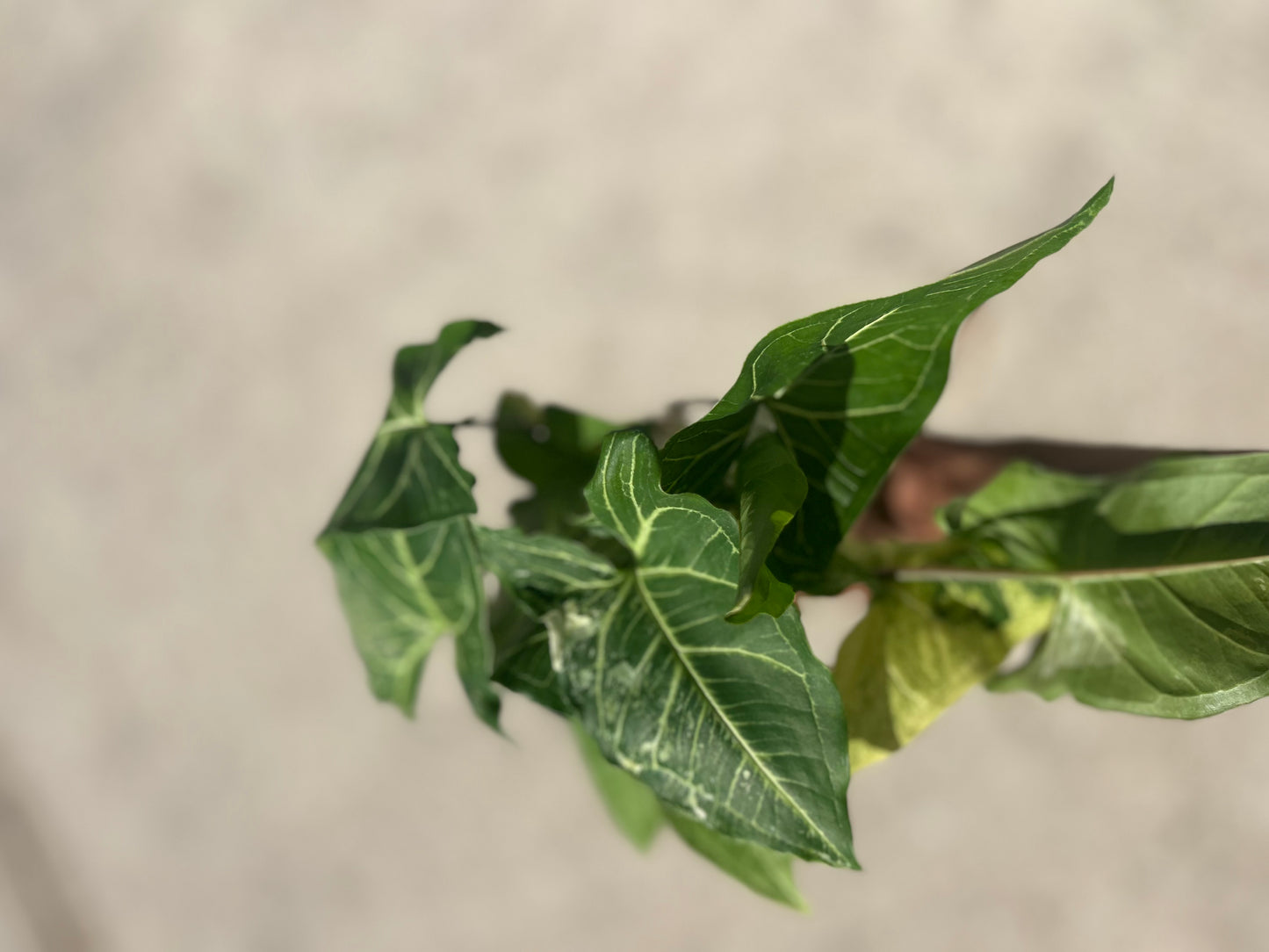 Syngonium 'Batik' Variegated