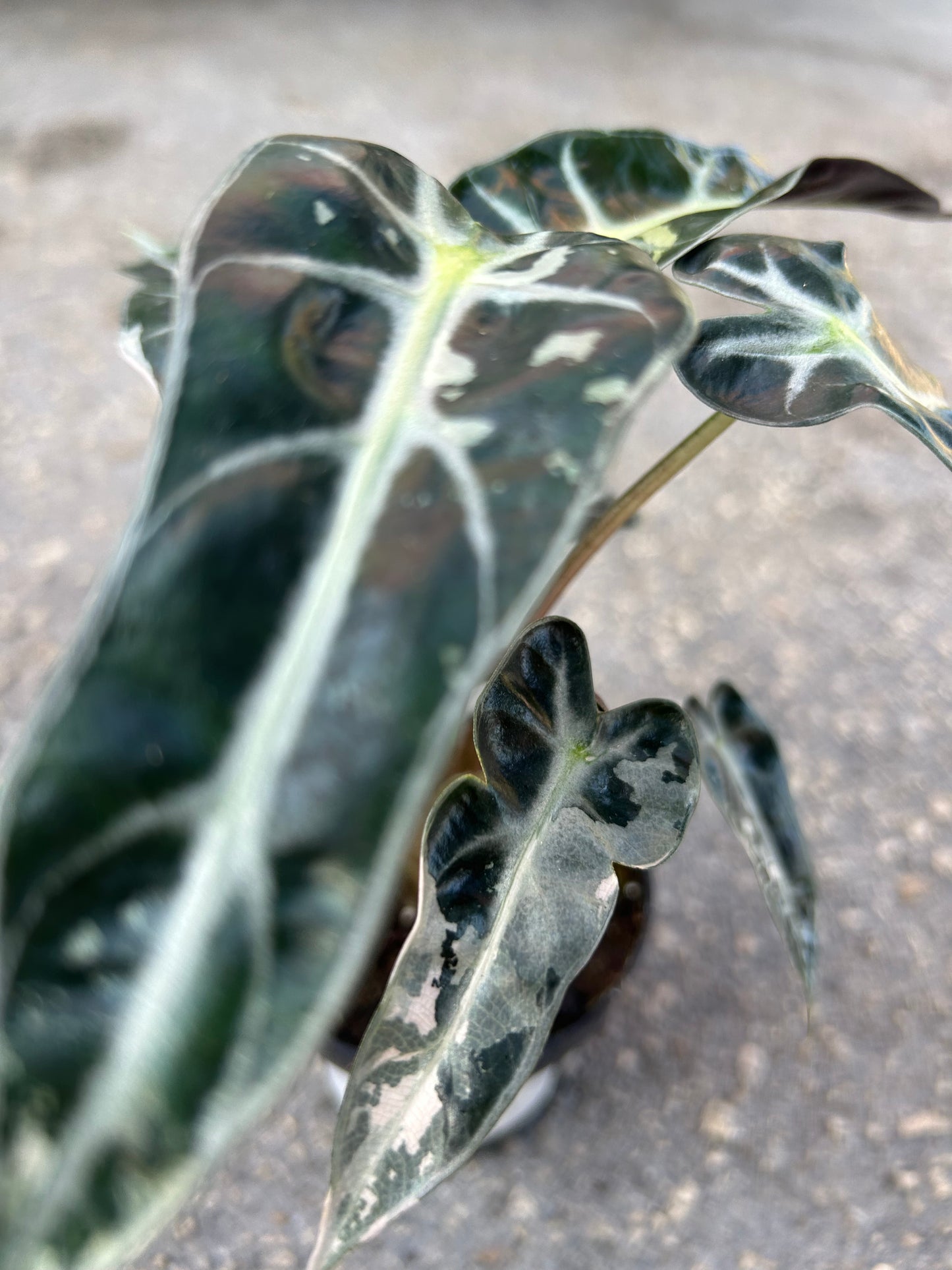Alocasia Bambino Pink Variegated