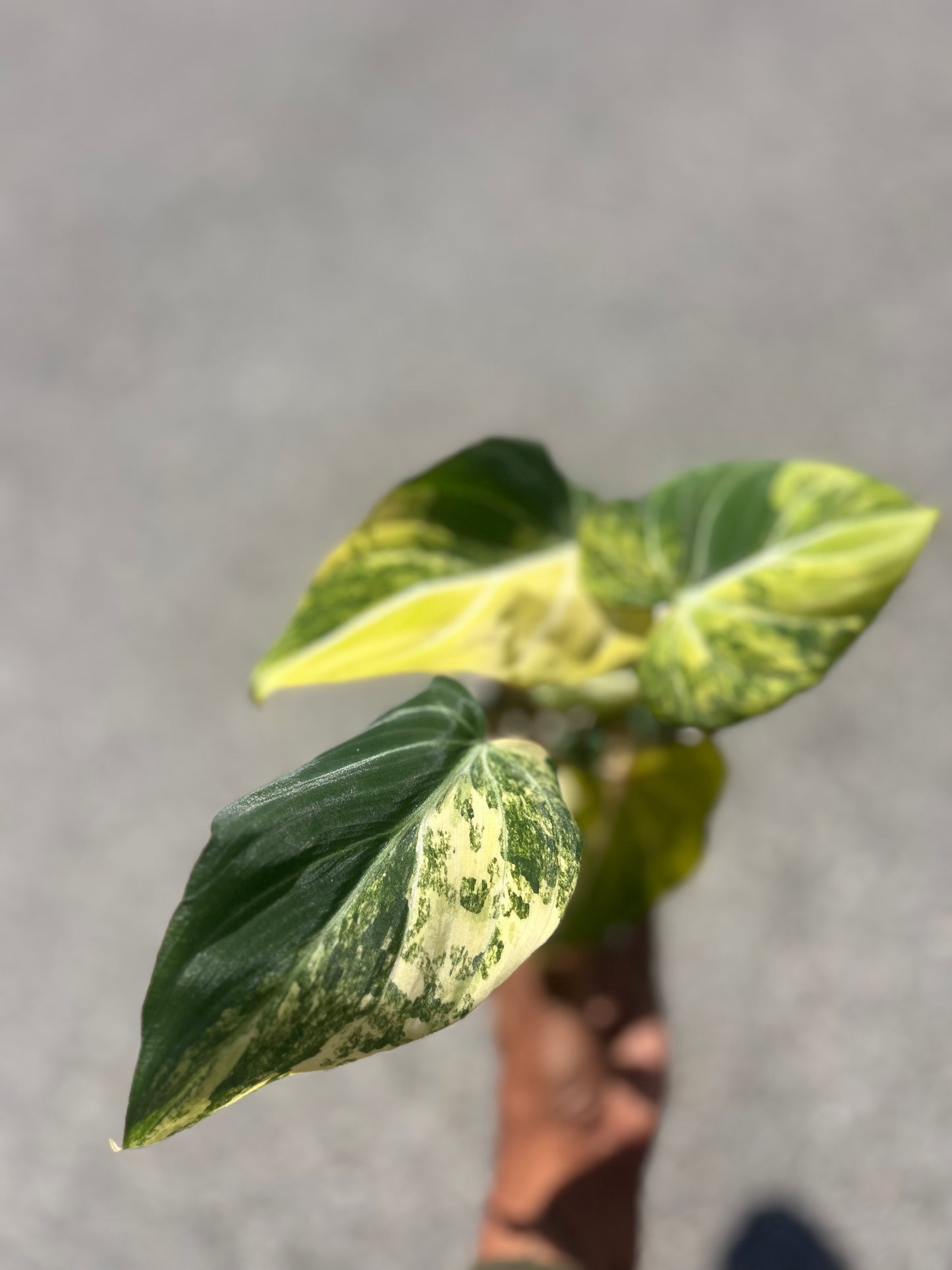 Philodendron Gloriosum Galaxy