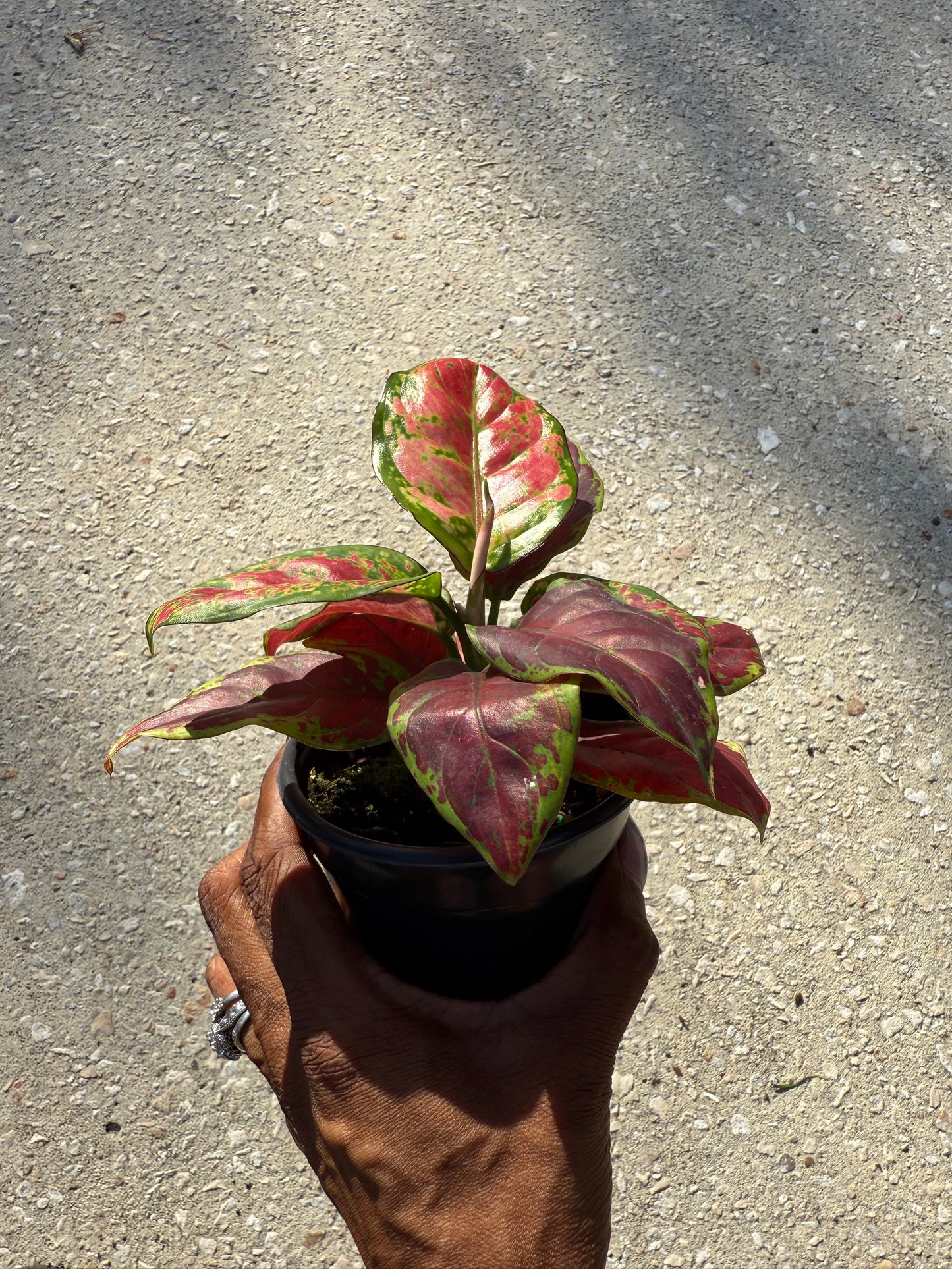 Aglaonema 'Black Maroon'