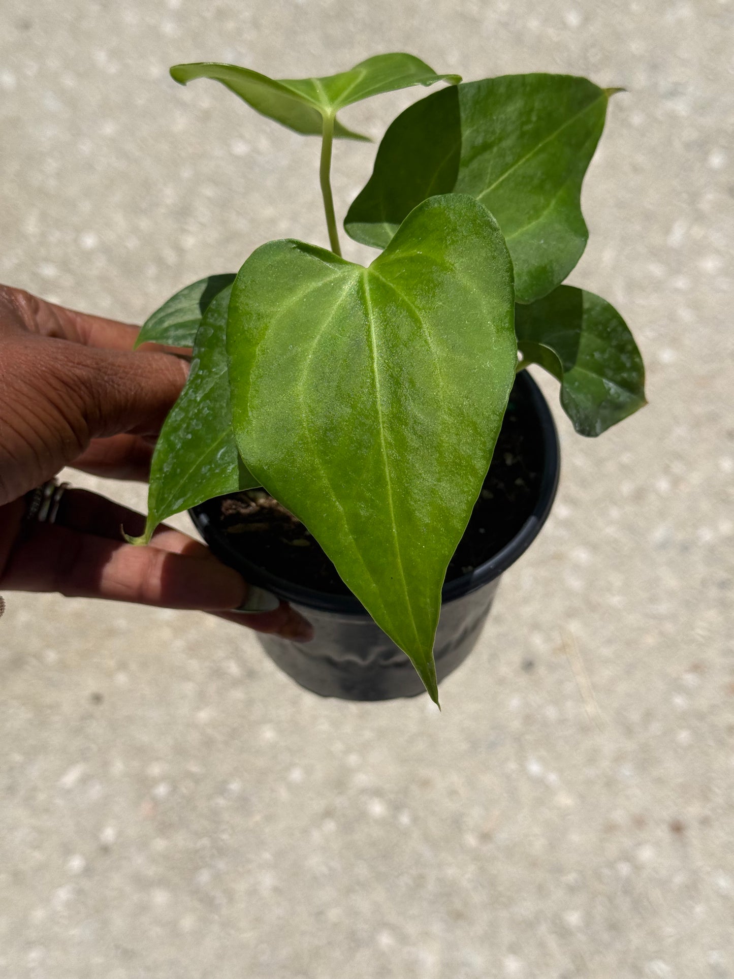 Anthurium 'Delta Force'