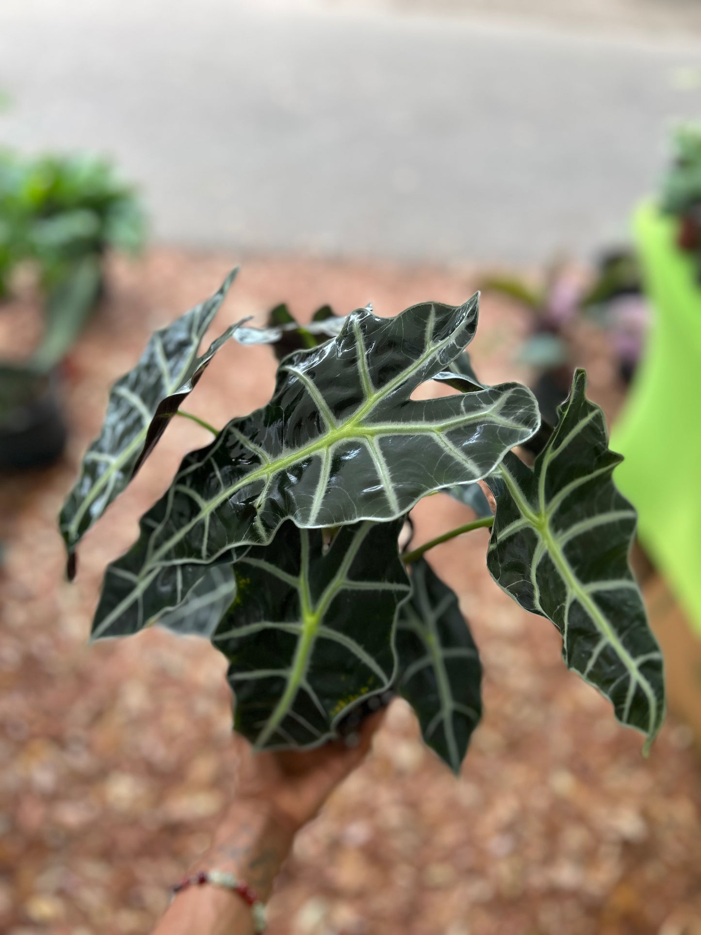 Alocasia 'Polly'