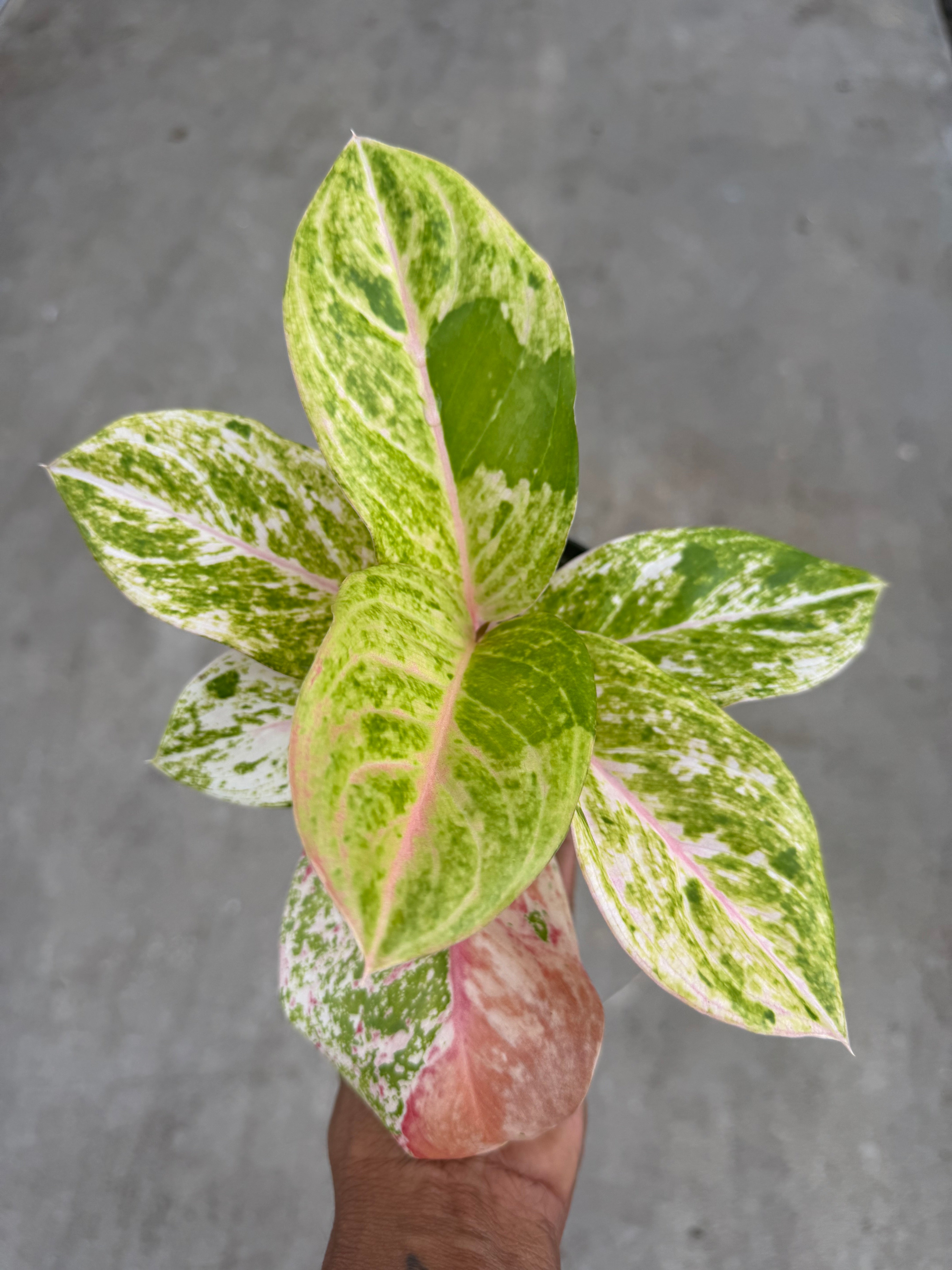 aglaonema emerald pink Aglaonema 'Pink Emerald'