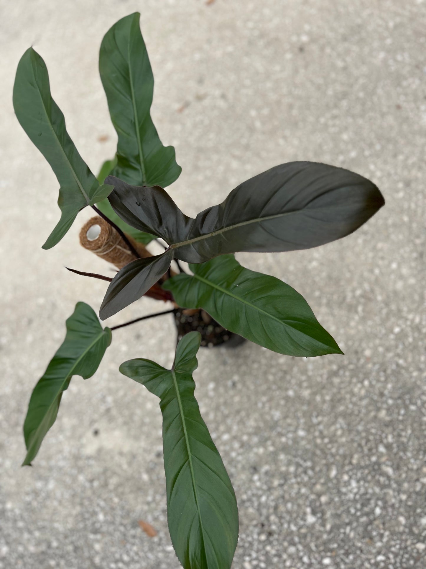 Philodendron Florida Bronze