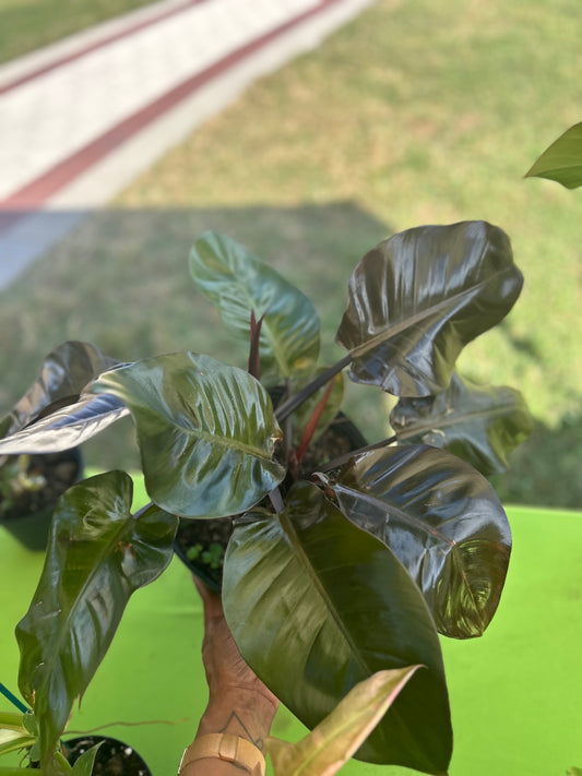 Philodendron 'Black Cardinal'