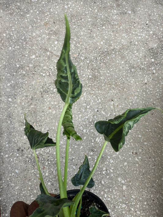 Alocasia Green Velvet Frydek Mutation