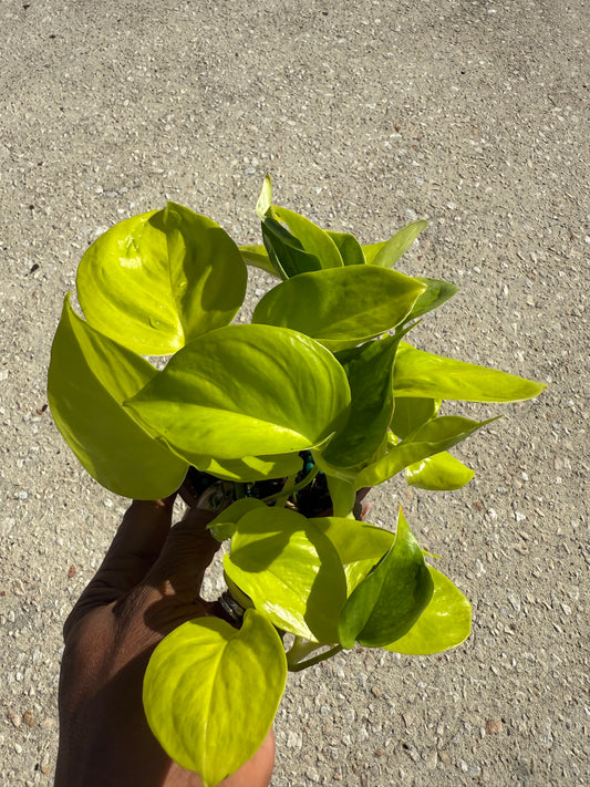 Epipremnum 'Teruno Champs'