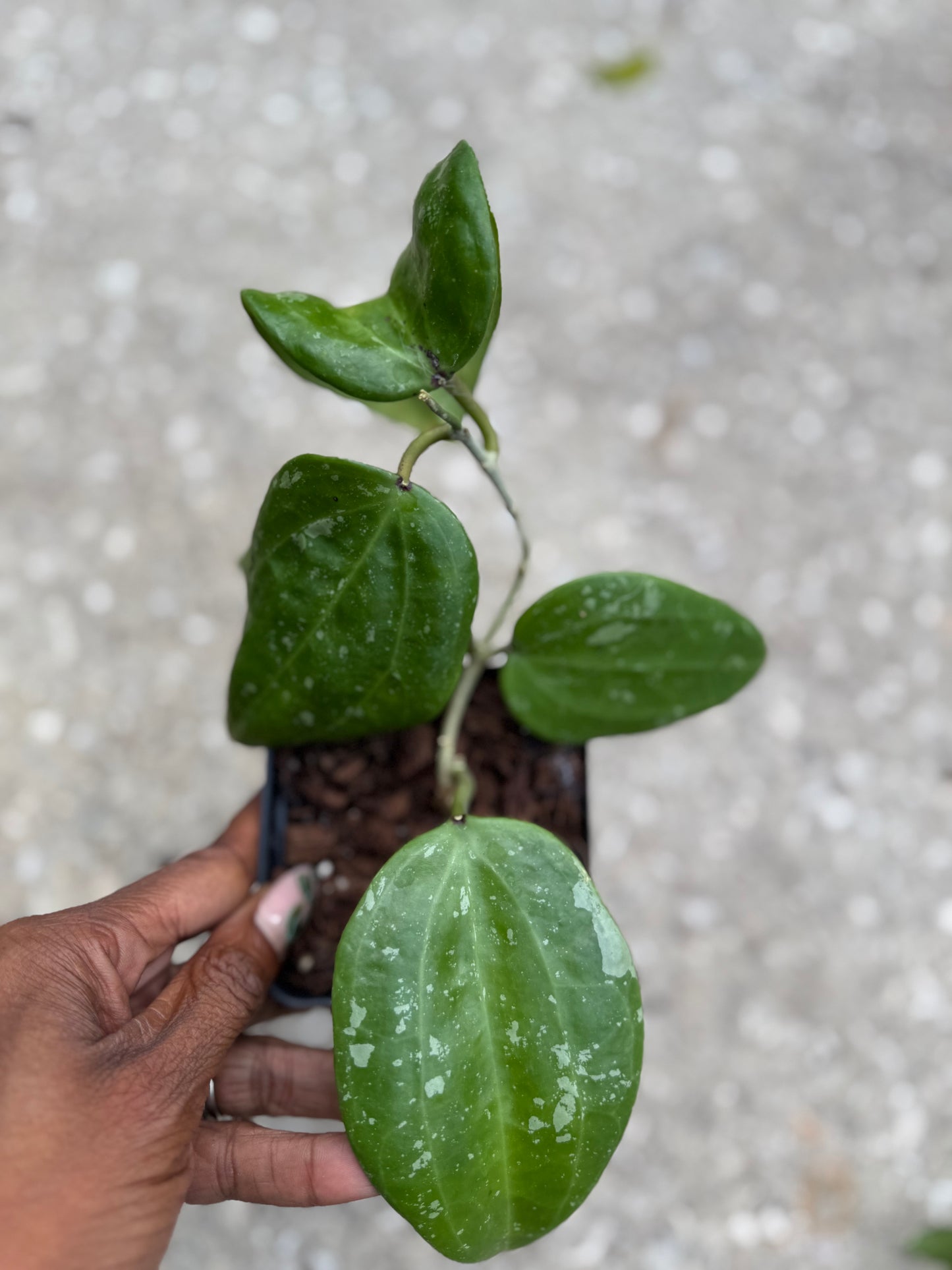 Hoya Latifolia 'Rangsan' Splashy
