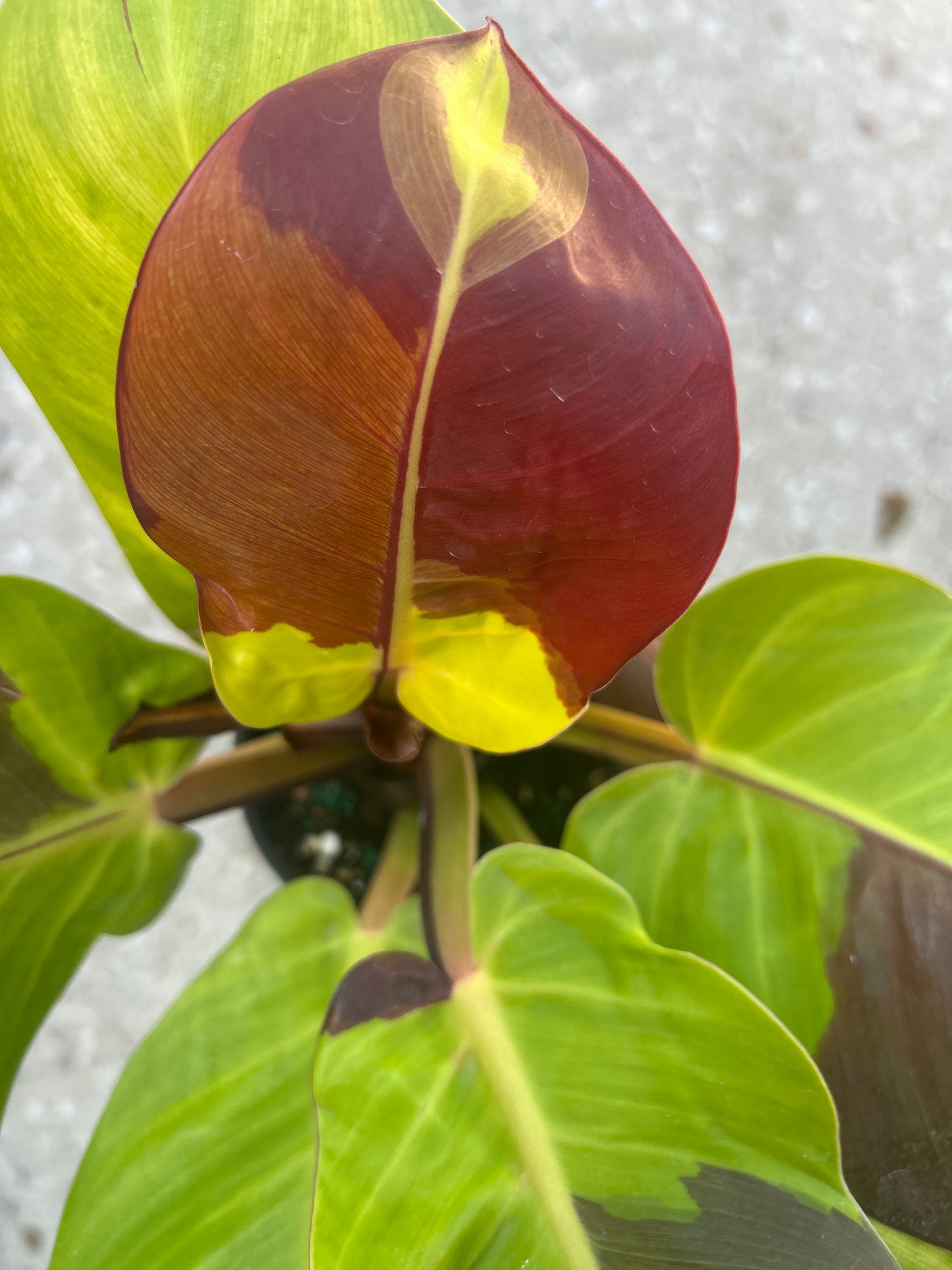Philodendron Red Moon/Yellow Flame