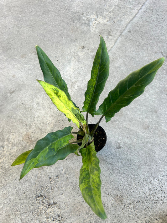 Alocasia Lauterbachiana Variegated Aurea