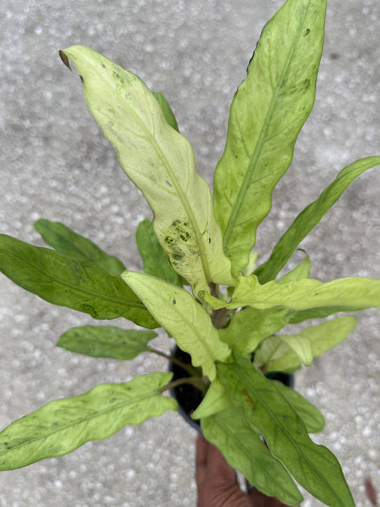 Alocasia Lauterbachiana Variegated Aurea