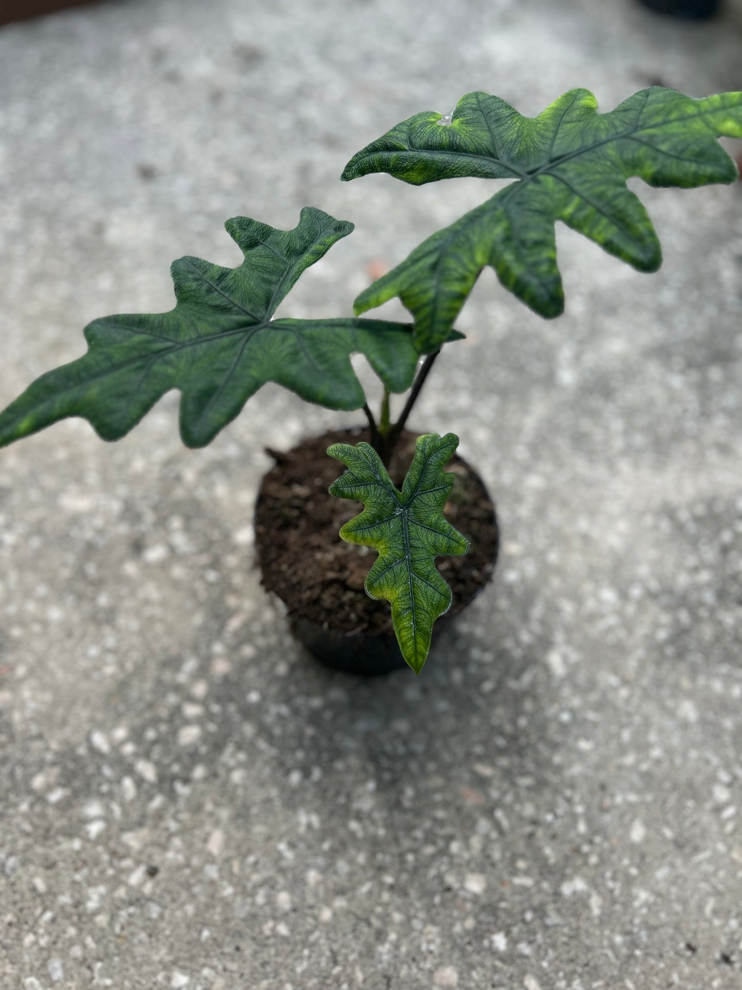 Alocasia ' Tandurusa,' (Jacklyn)