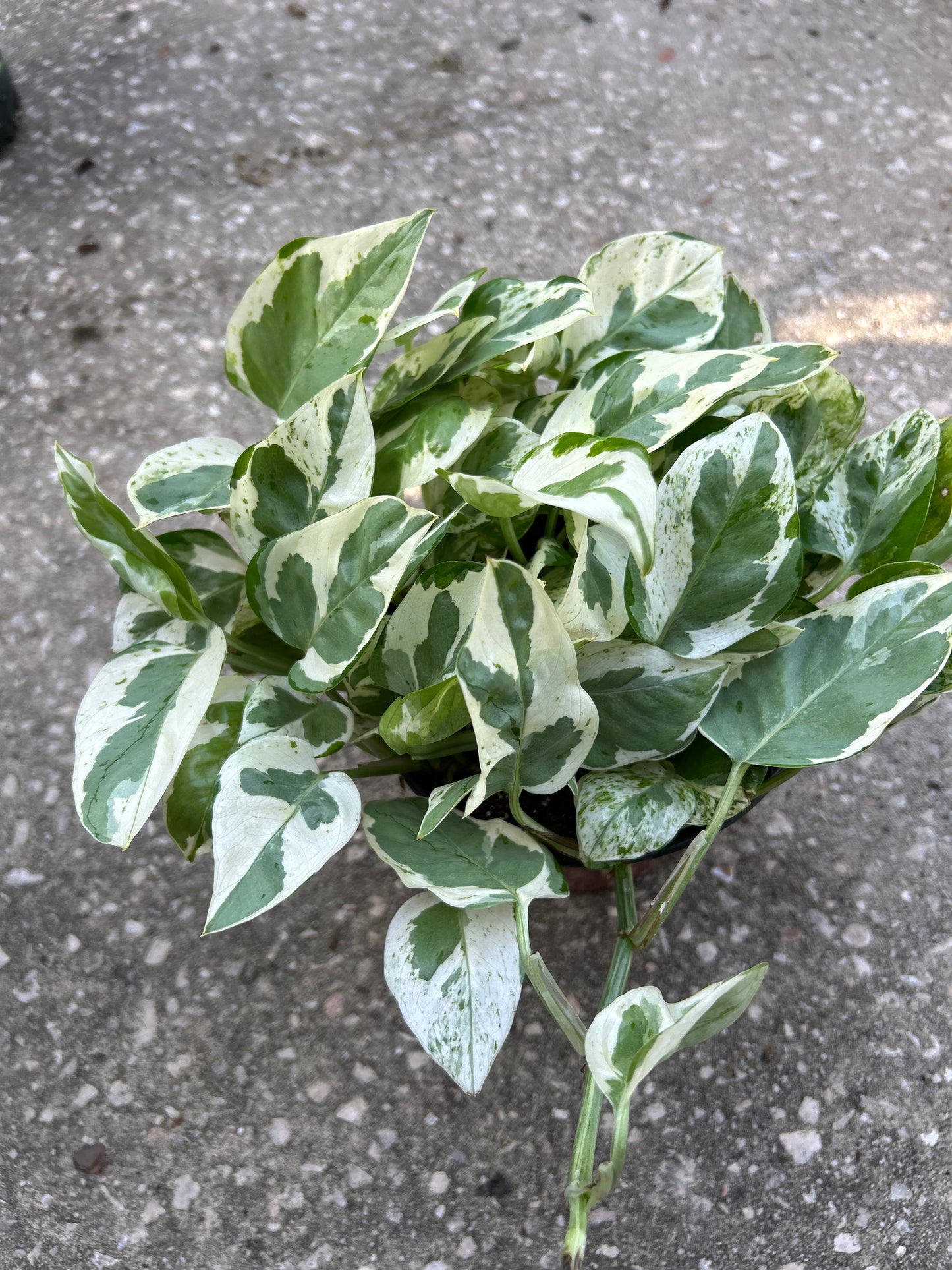Pothos "Pearls & Jade"