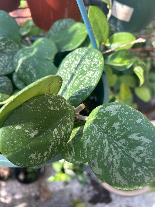 Hoya 'Obovata Splash'