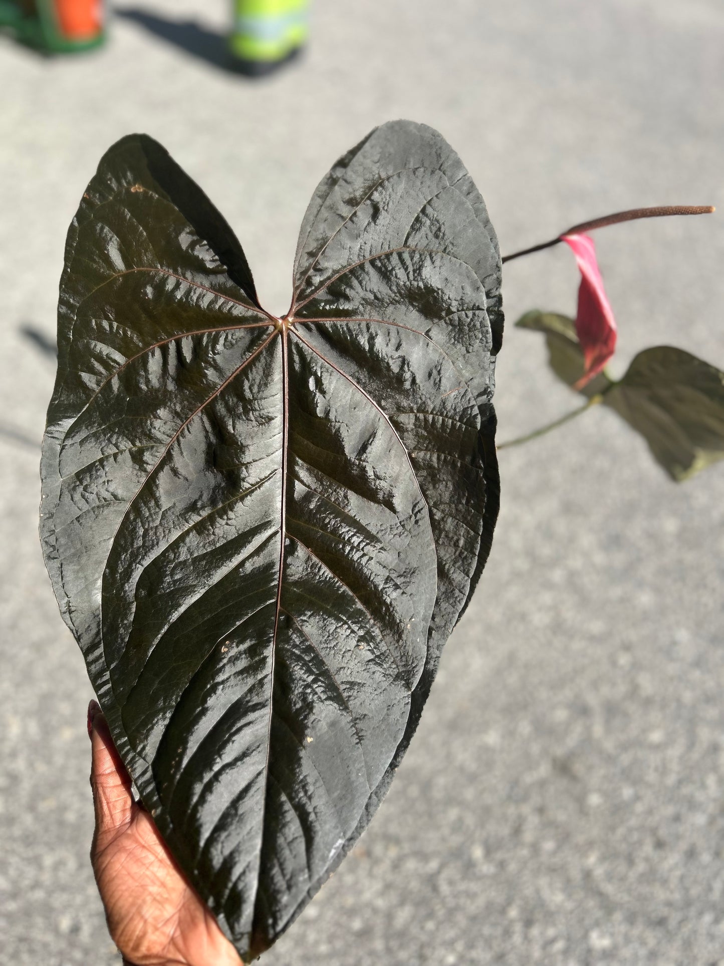 Anthurium Queen of Hearts