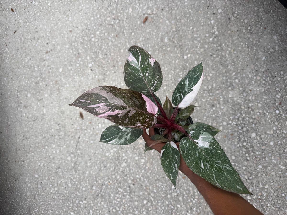 Philodendron Pink Princess Galaxy