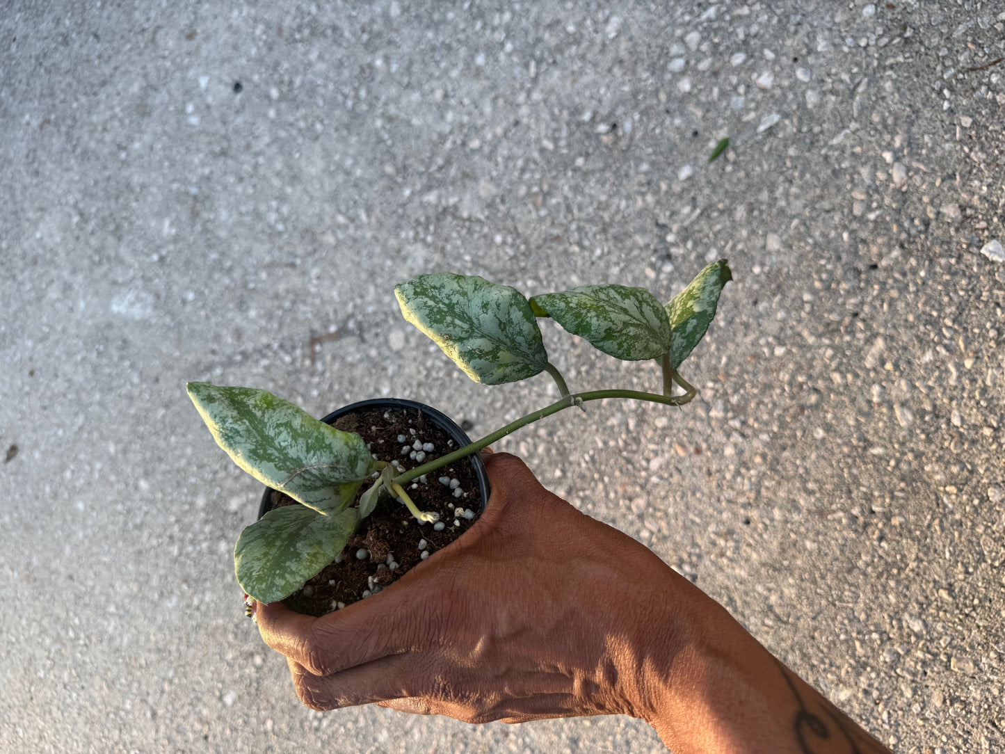 Hoya waymaniae cold sky