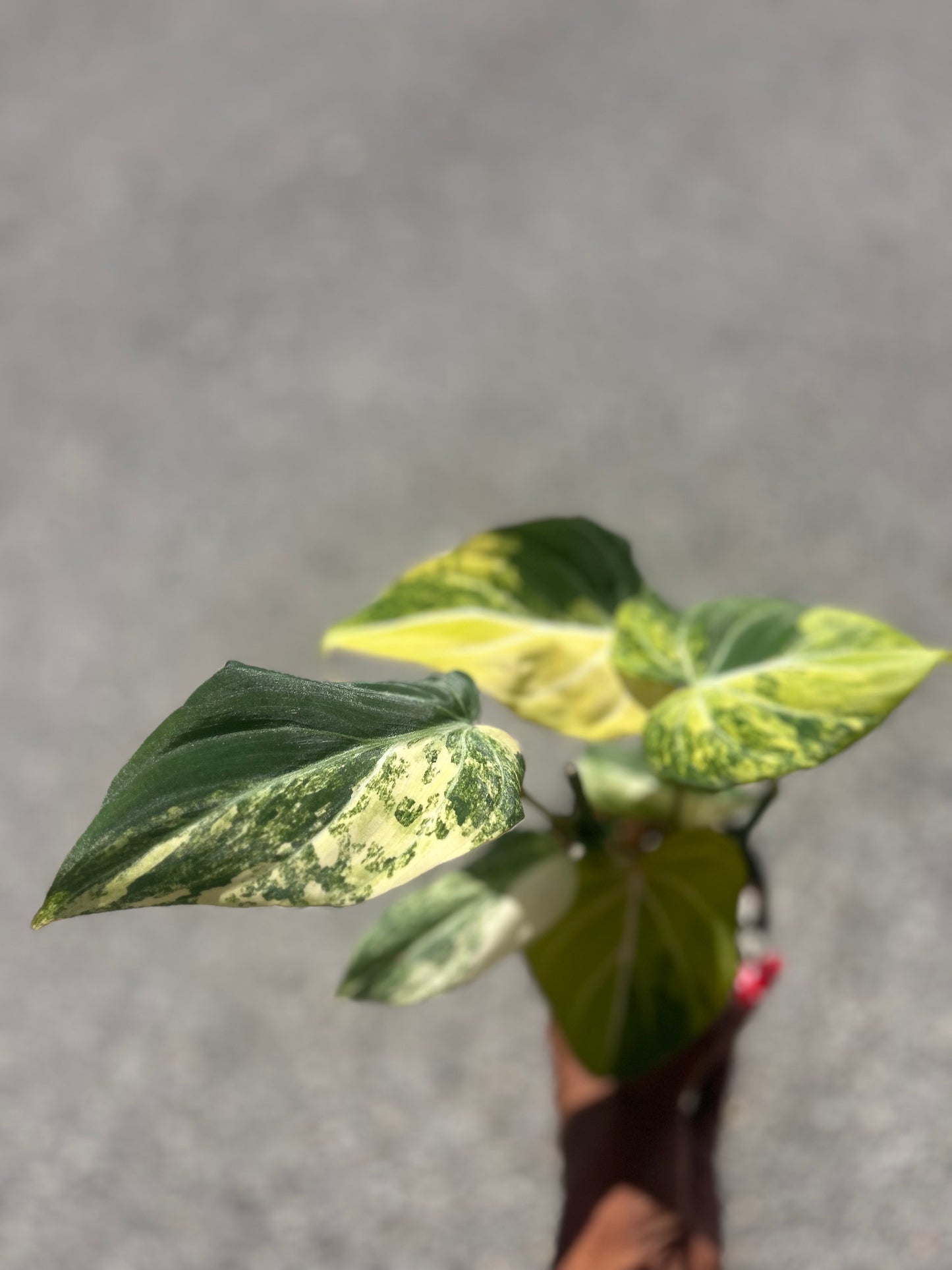 Philodendron Gloriosum Galaxy