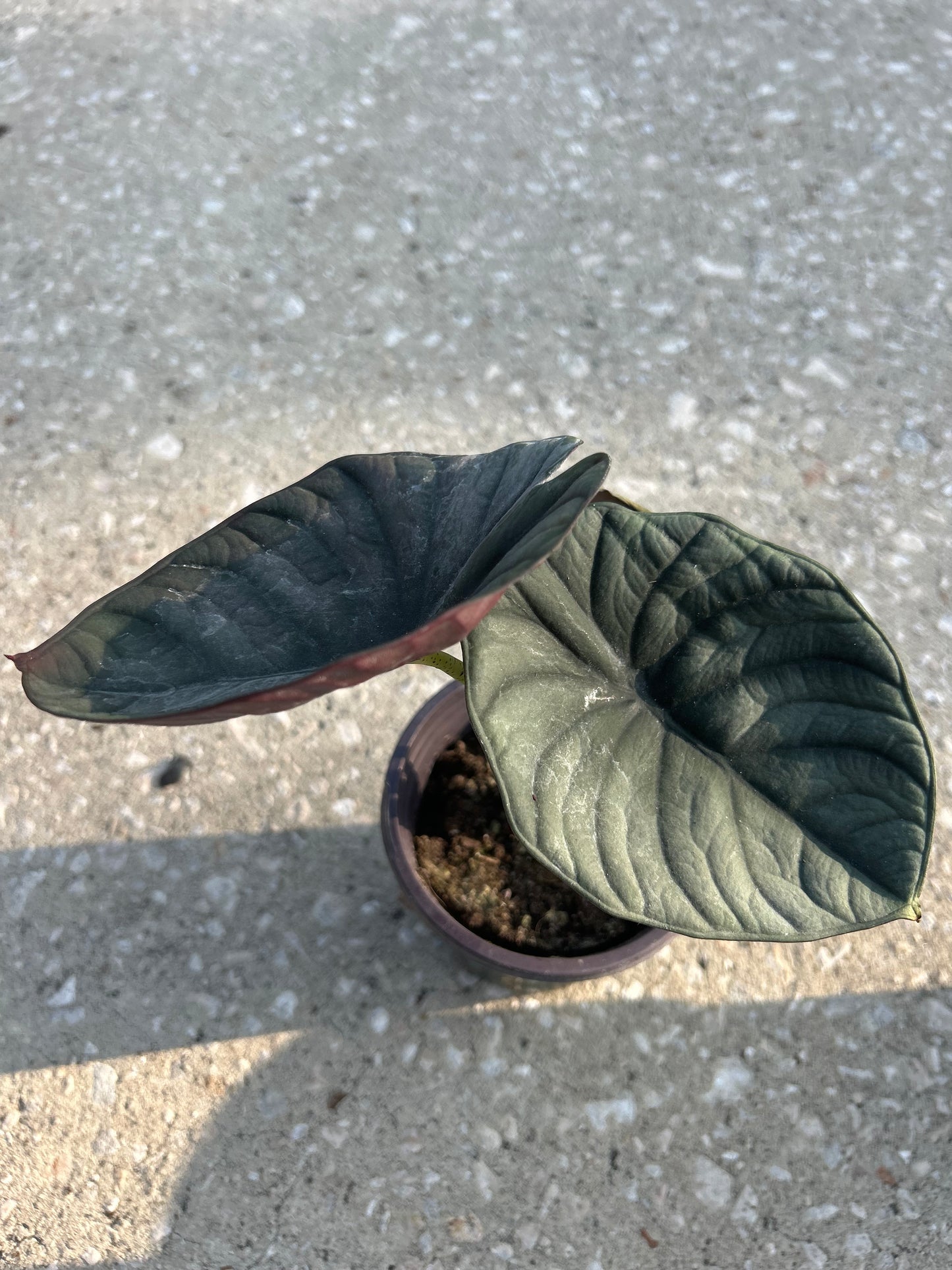 Alocasia Reginea