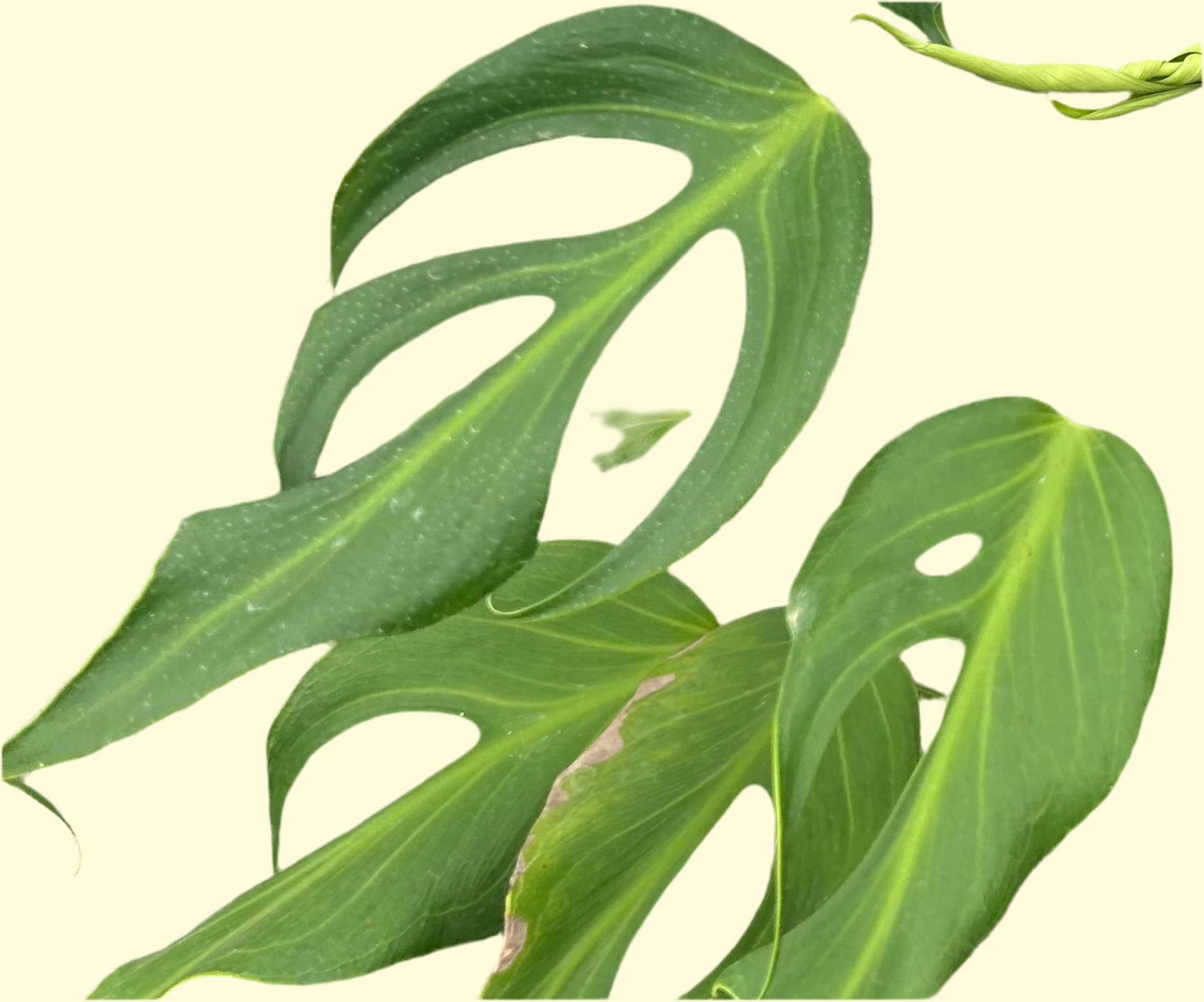 Monstera Burle Marx Flame
