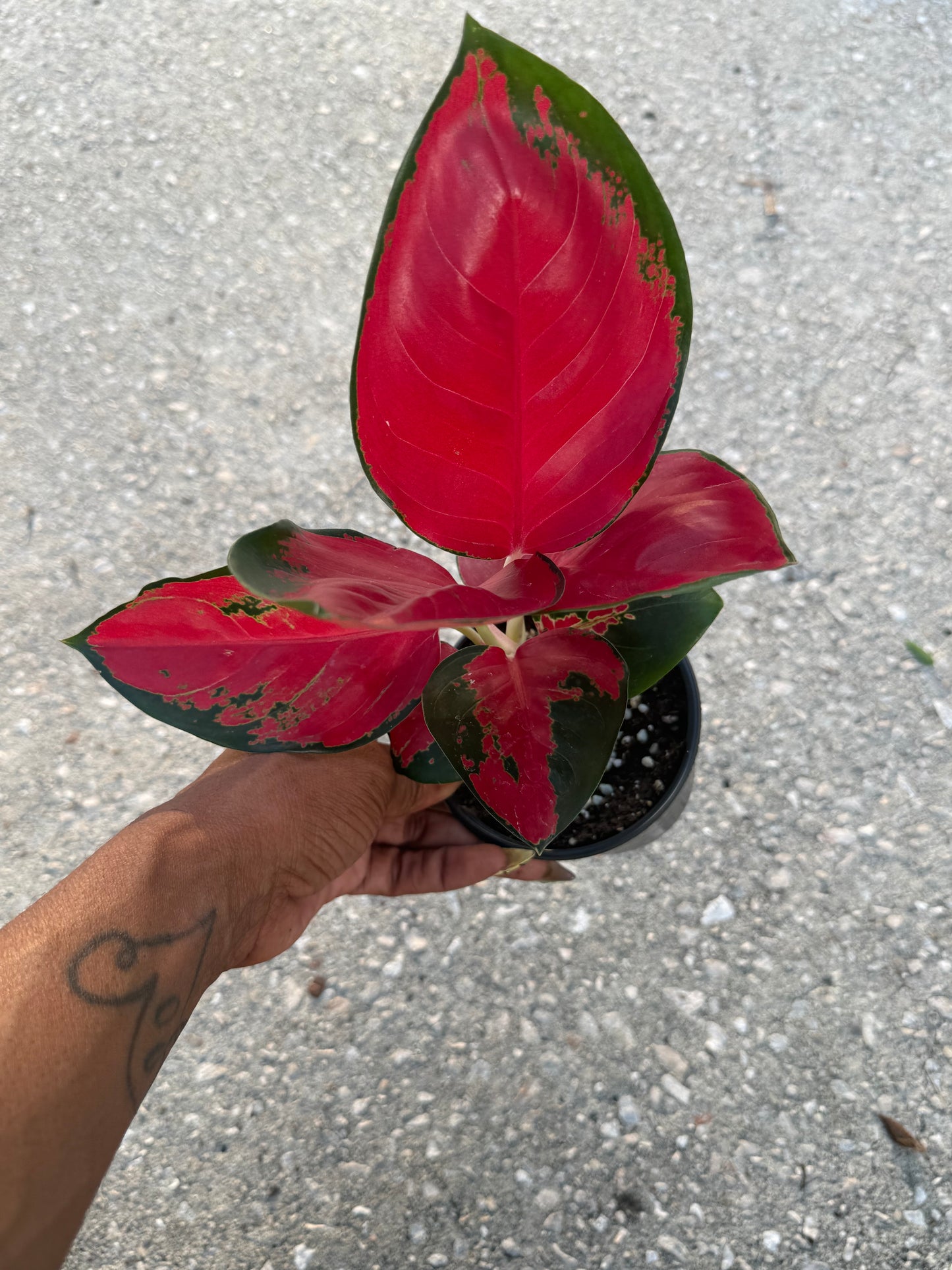 Aglaonema Suksom