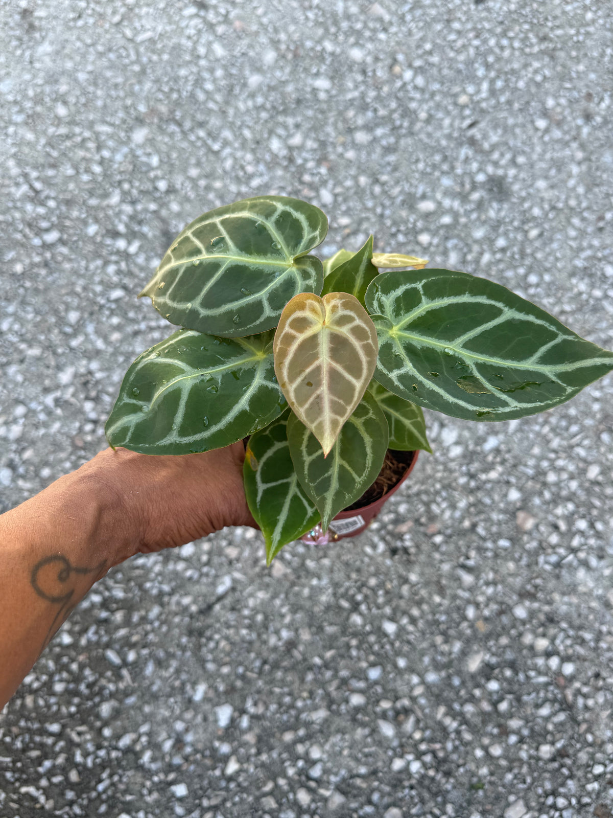 Anthurium Crystallinum Silver Tiger