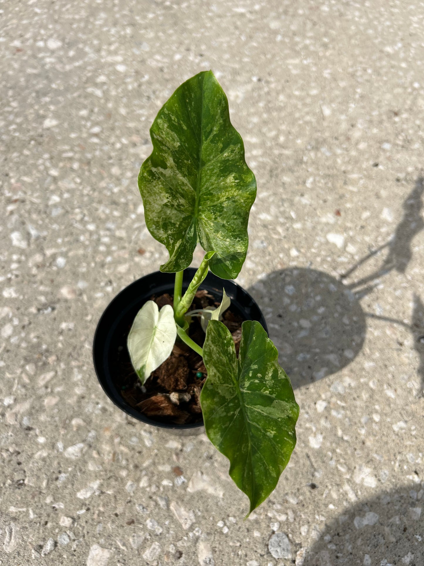Alocasia Gageana Variegated