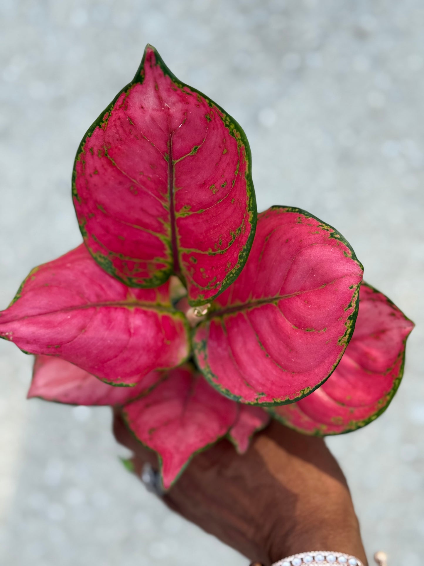 Aglaonema 'Sweet Candy'