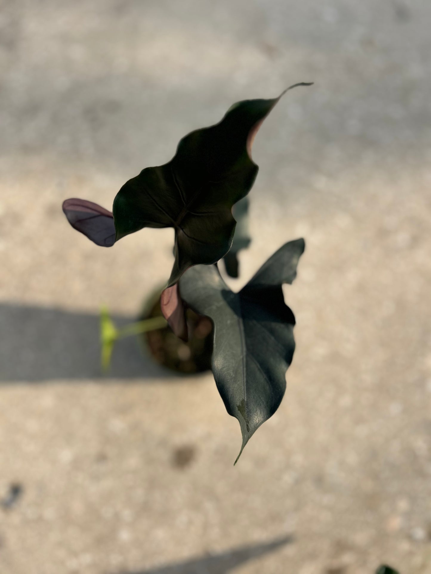 Alocasia 'Purple Cloak'