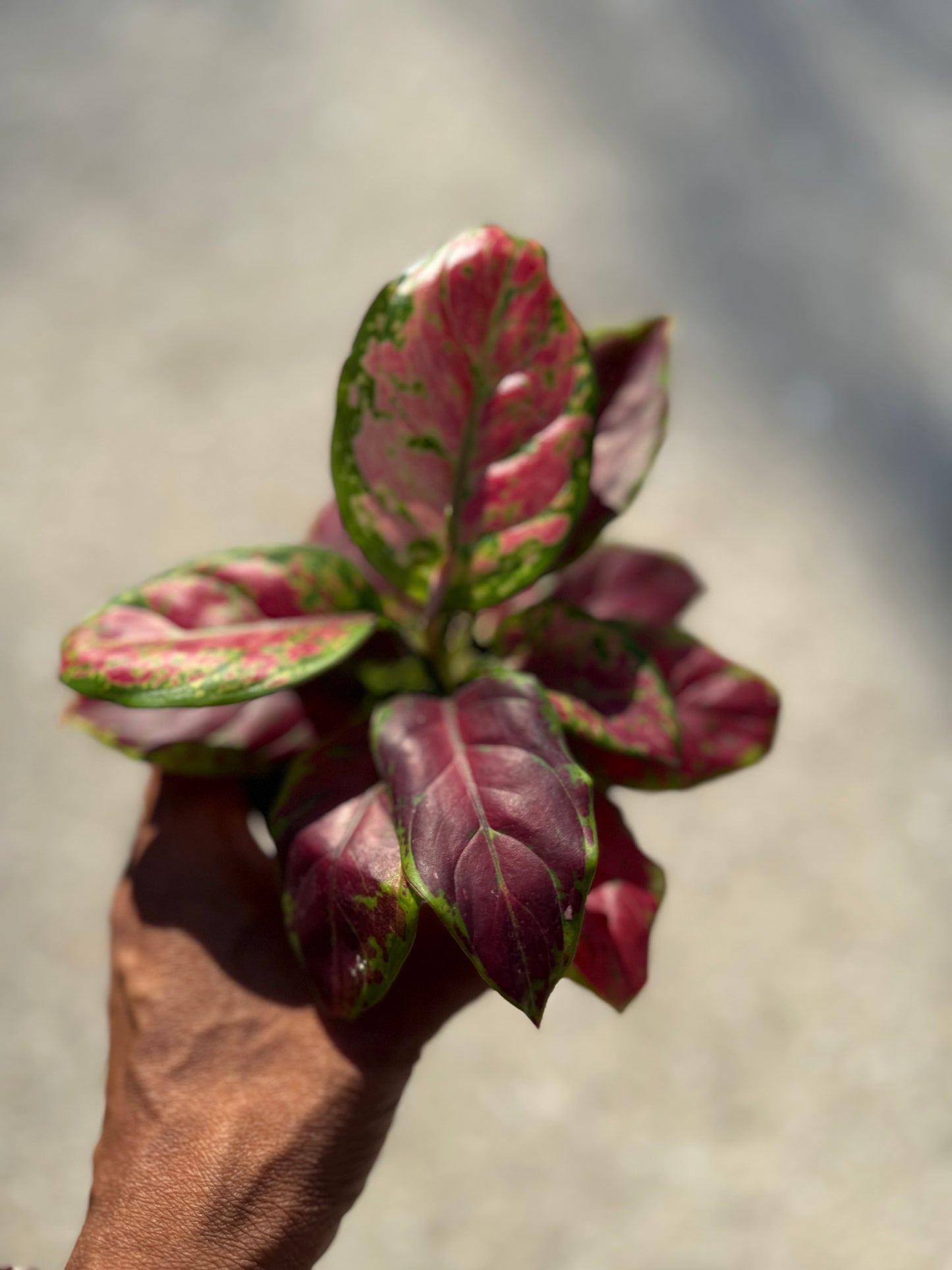 Aglaonema 'Black Maroon'