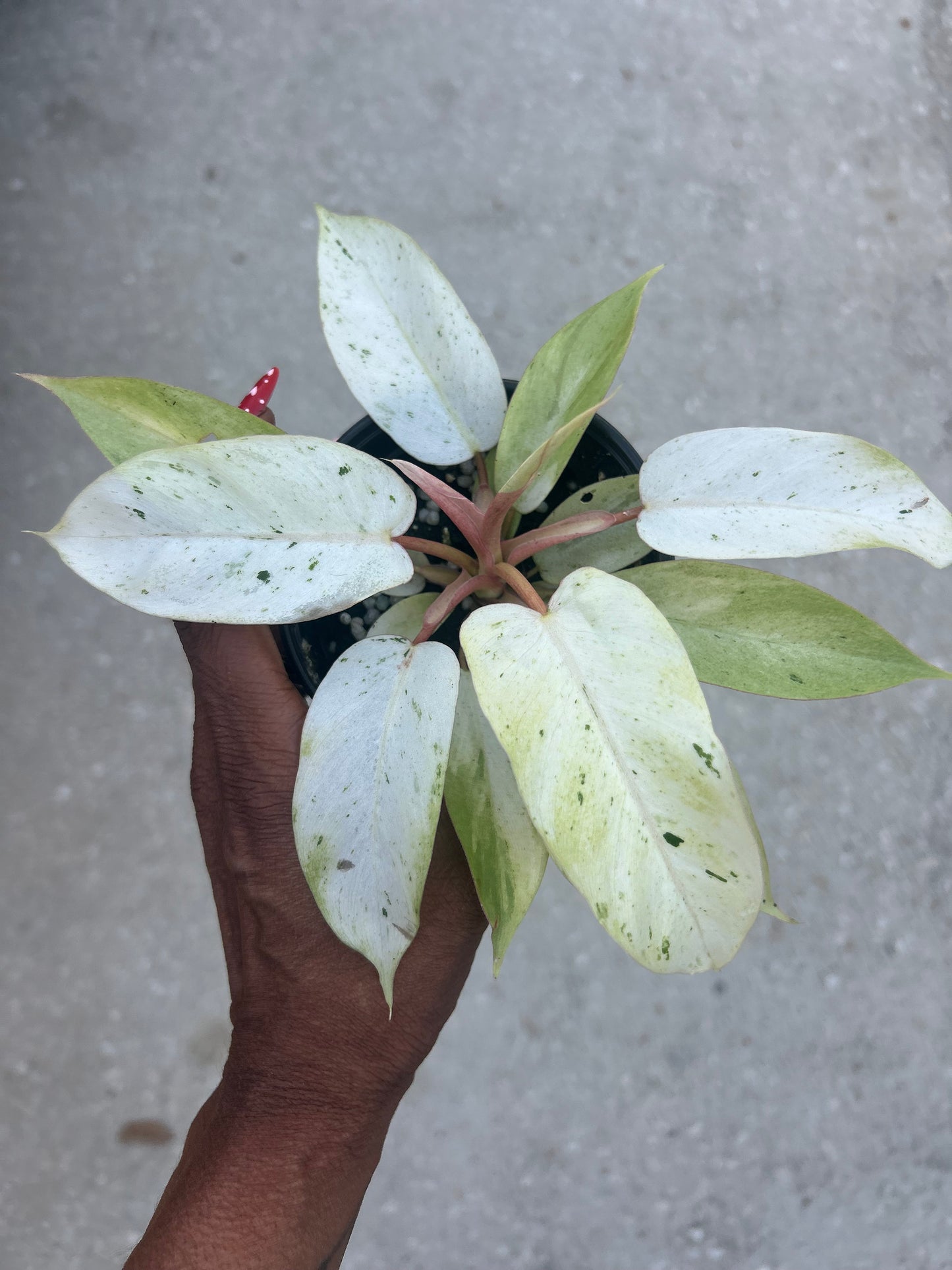 Philodendron Snowdrift