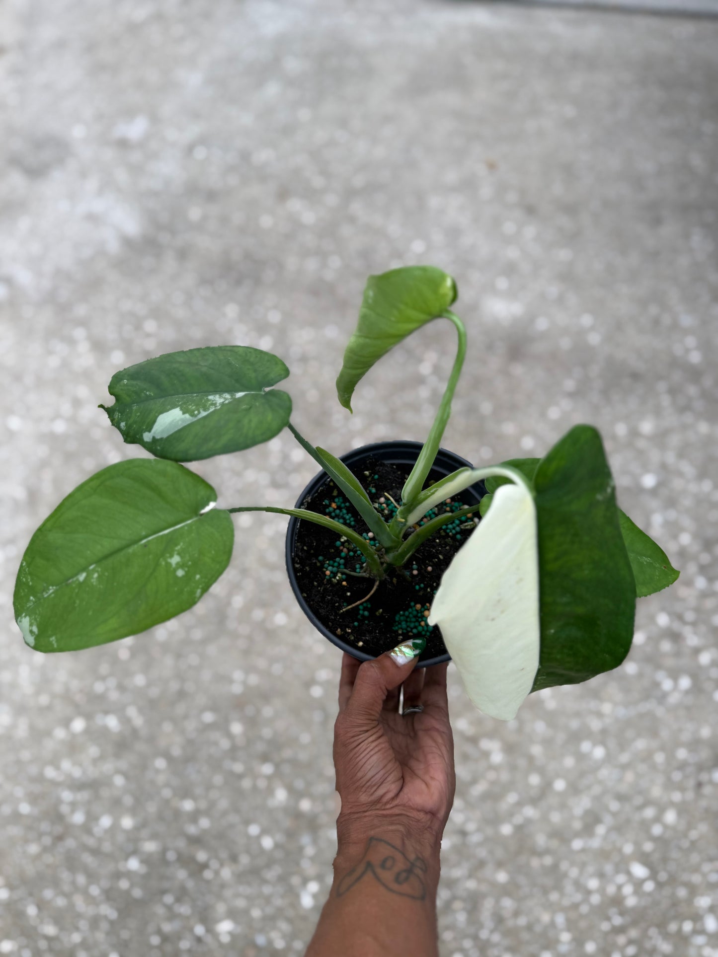 Syngonium 'Chiapense' Variegated