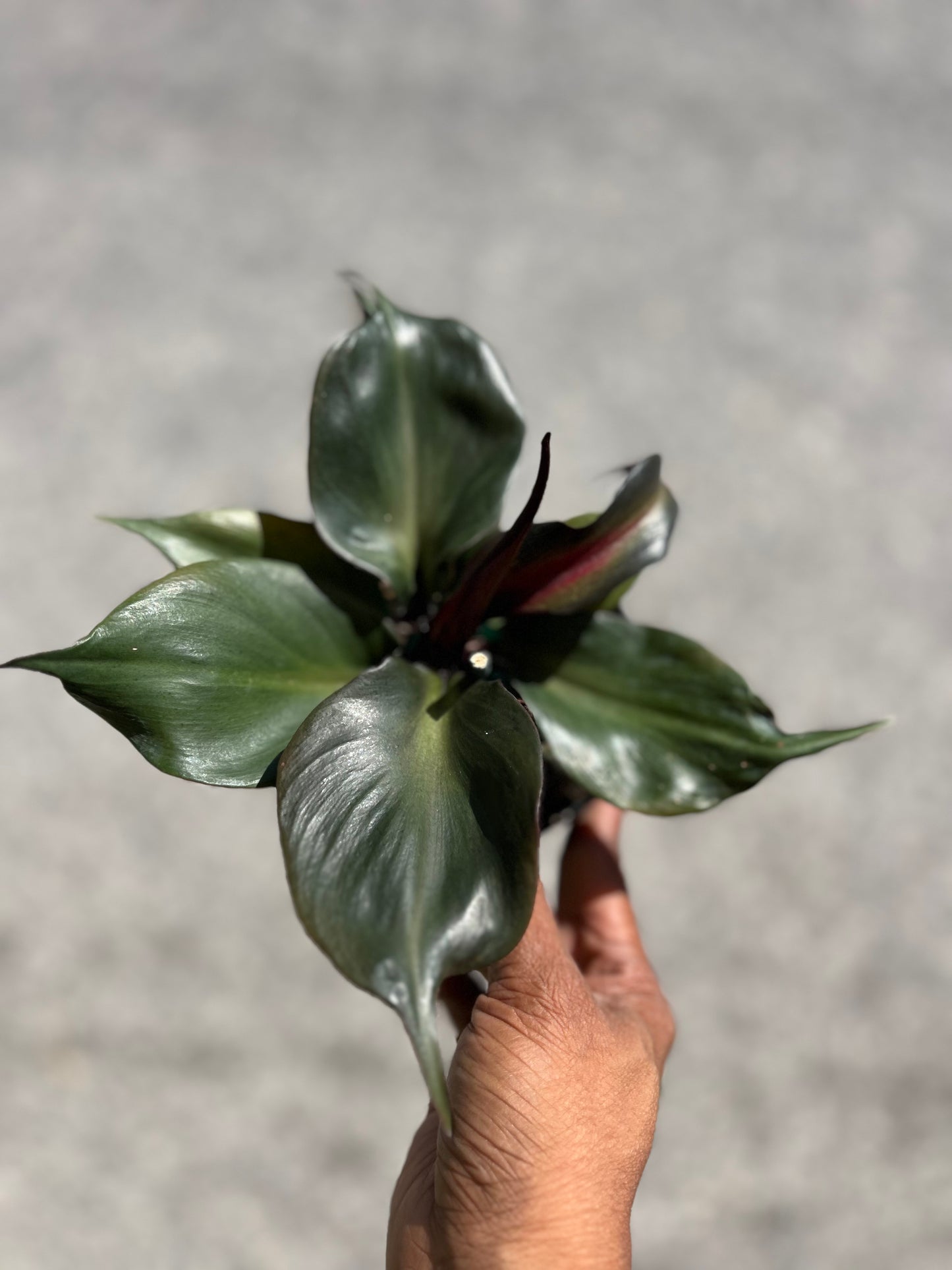 Philodendron 'Red Heart'