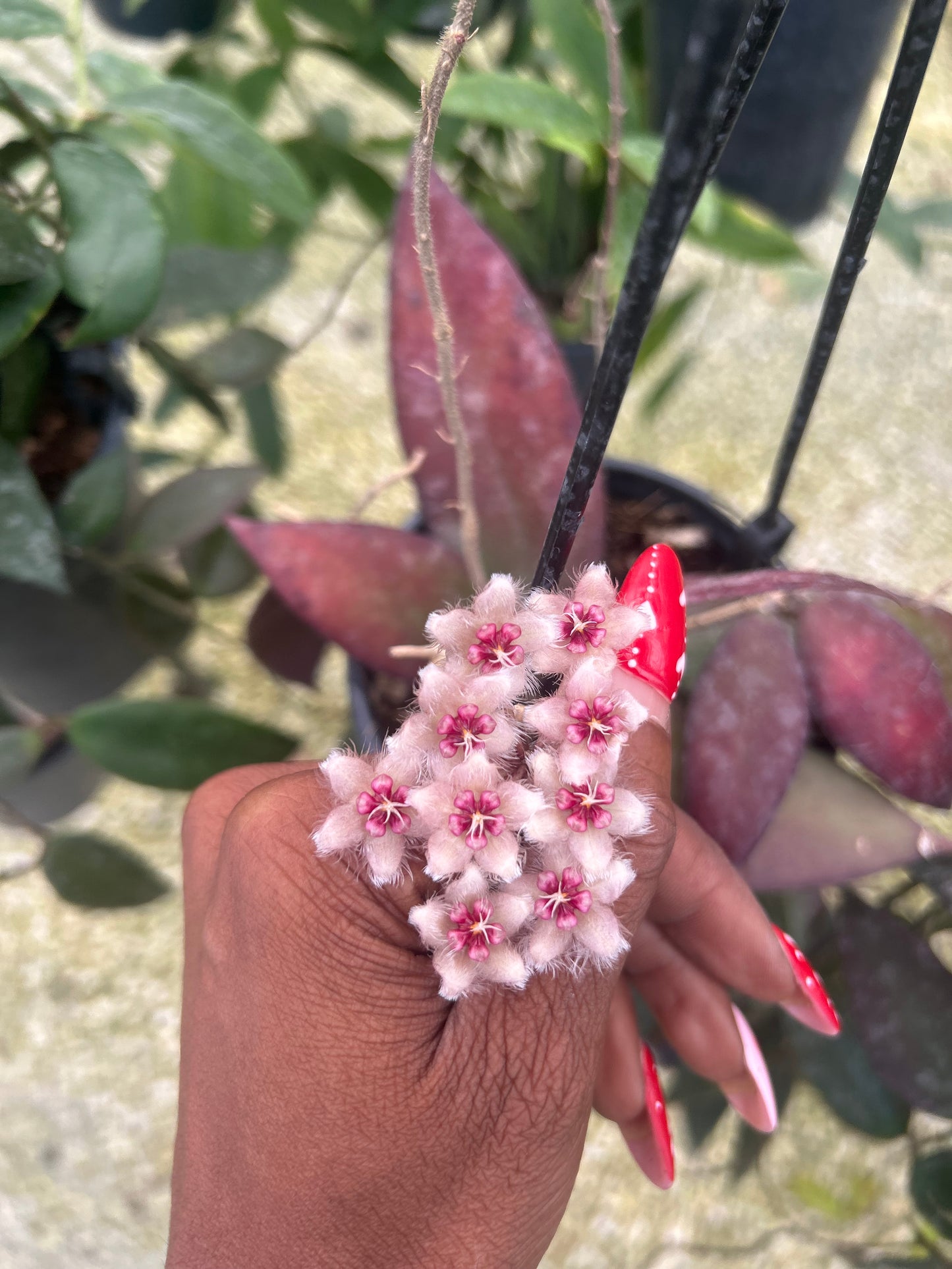 Hoya 'Caudata'